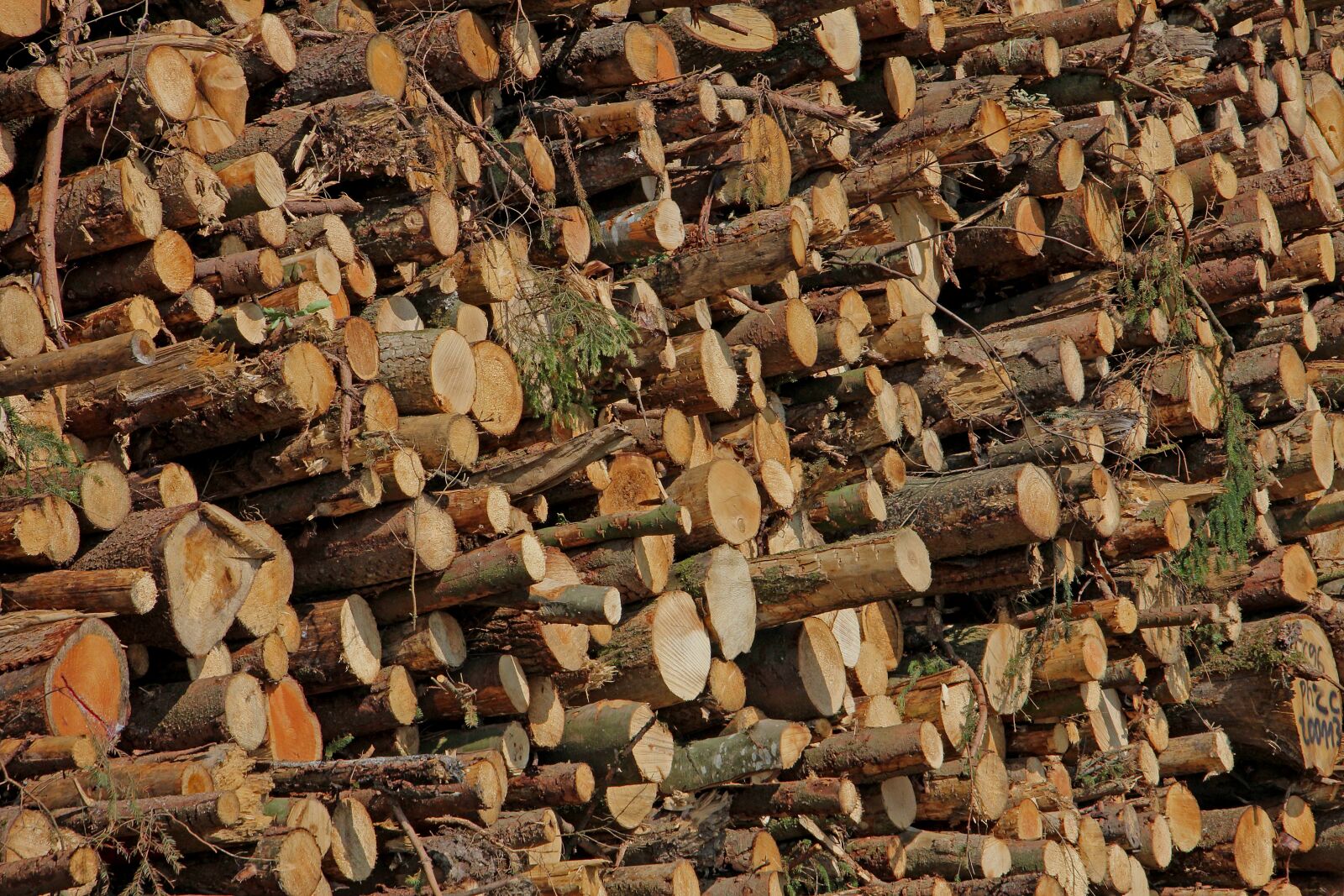 Canon EOS 60D sample photo. Wood, firewood, trees photography