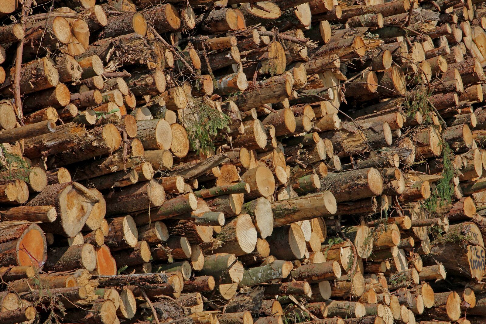 Canon EOS 60D + Tamron 16-300mm F3.5-6.3 Di II VC PZD Macro sample photo. Wood, firewood, trees photography