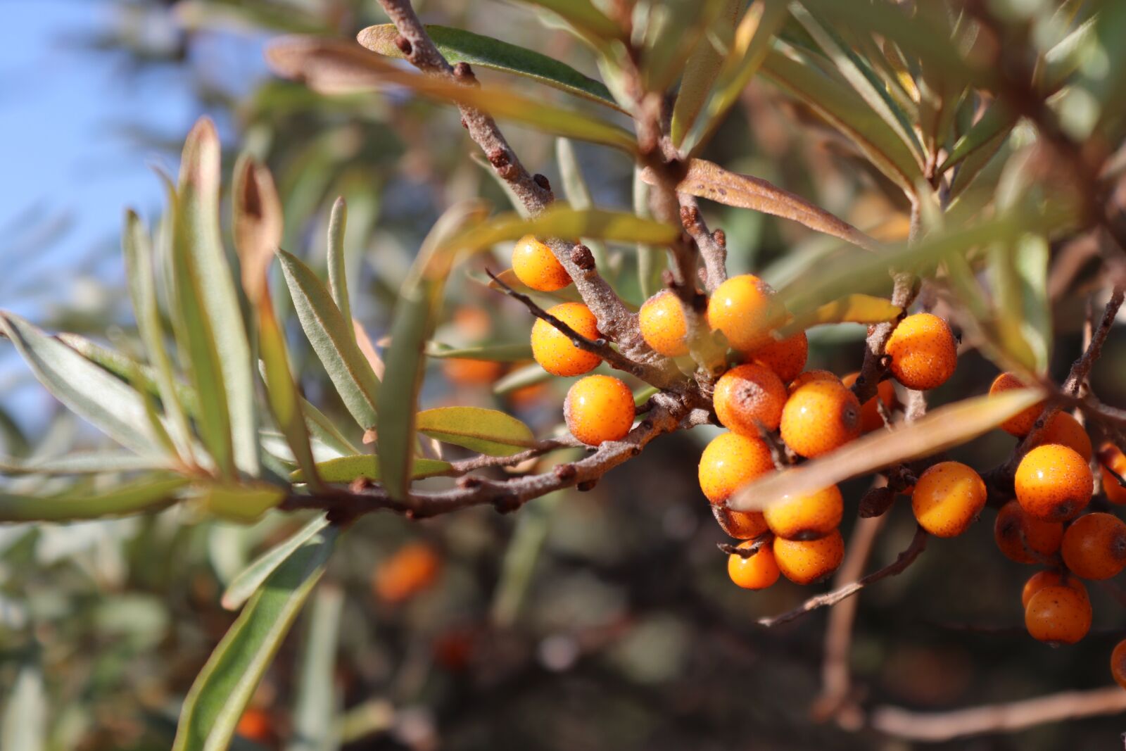 Canon EOS 200D (EOS Rebel SL2 / EOS Kiss X9) sample photo. Sea buckthorn, island, spiekeroog photography
