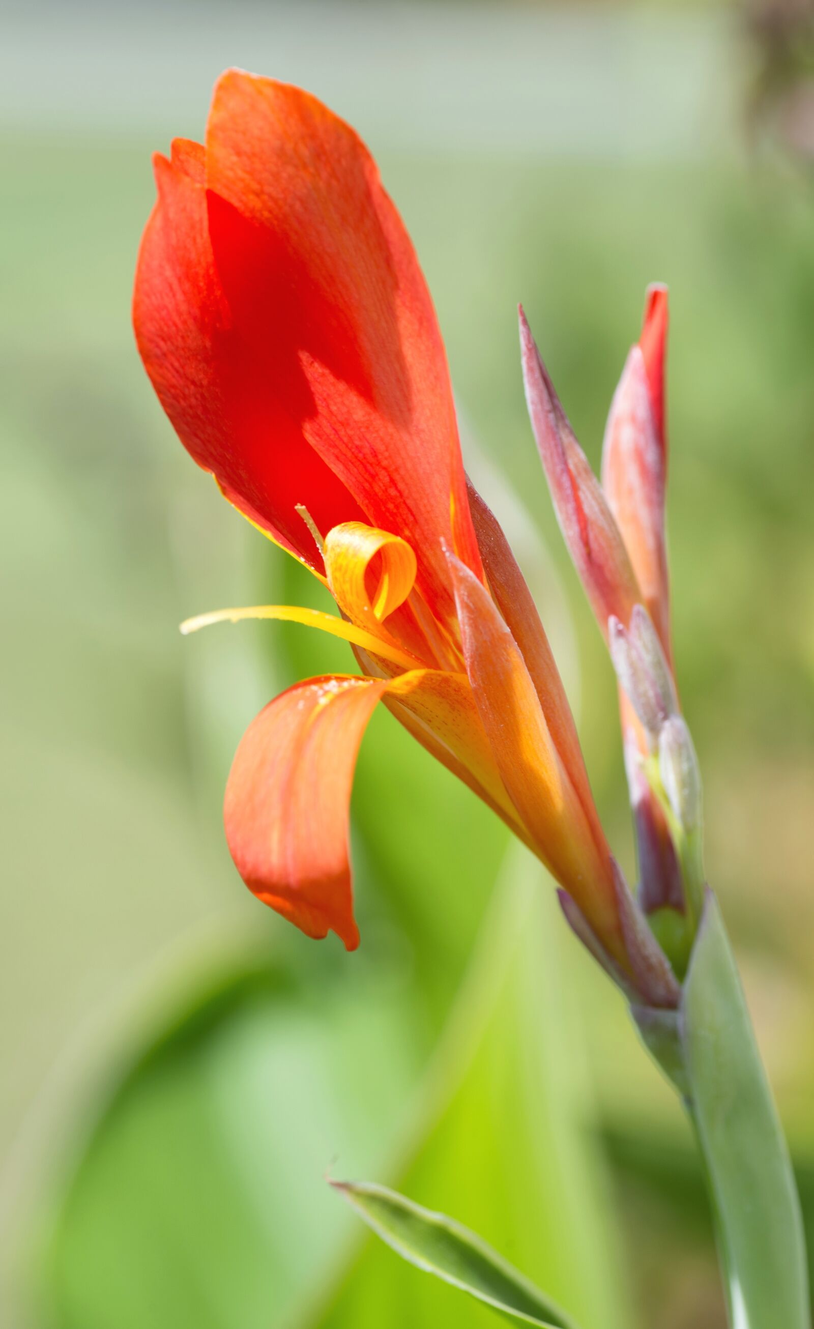 Nikon D610 sample photo. Flower, macro, natural photography