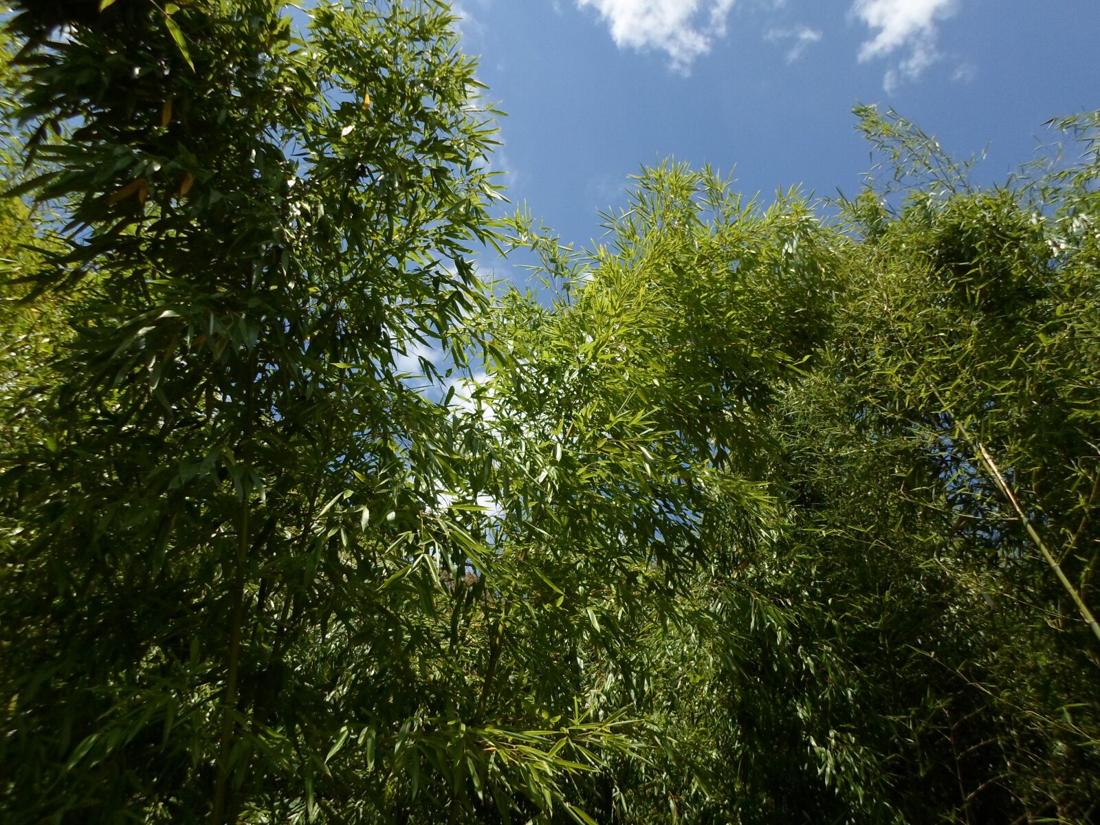 Samsung ST66 / ST68 sample photo. Bamboo, foliage, nature photography