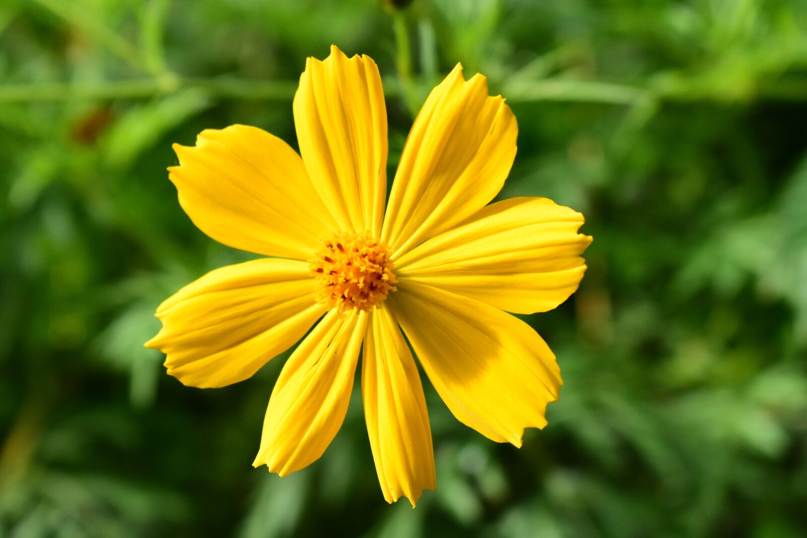 Nikon D3400 sample photo. Yellow, spring, garden photography