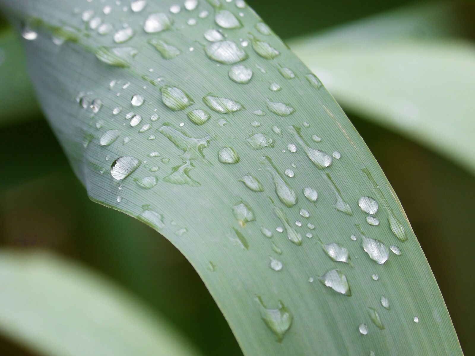Panasonic DMC-FZ62 sample photo. Leaf, american cane, drops photography