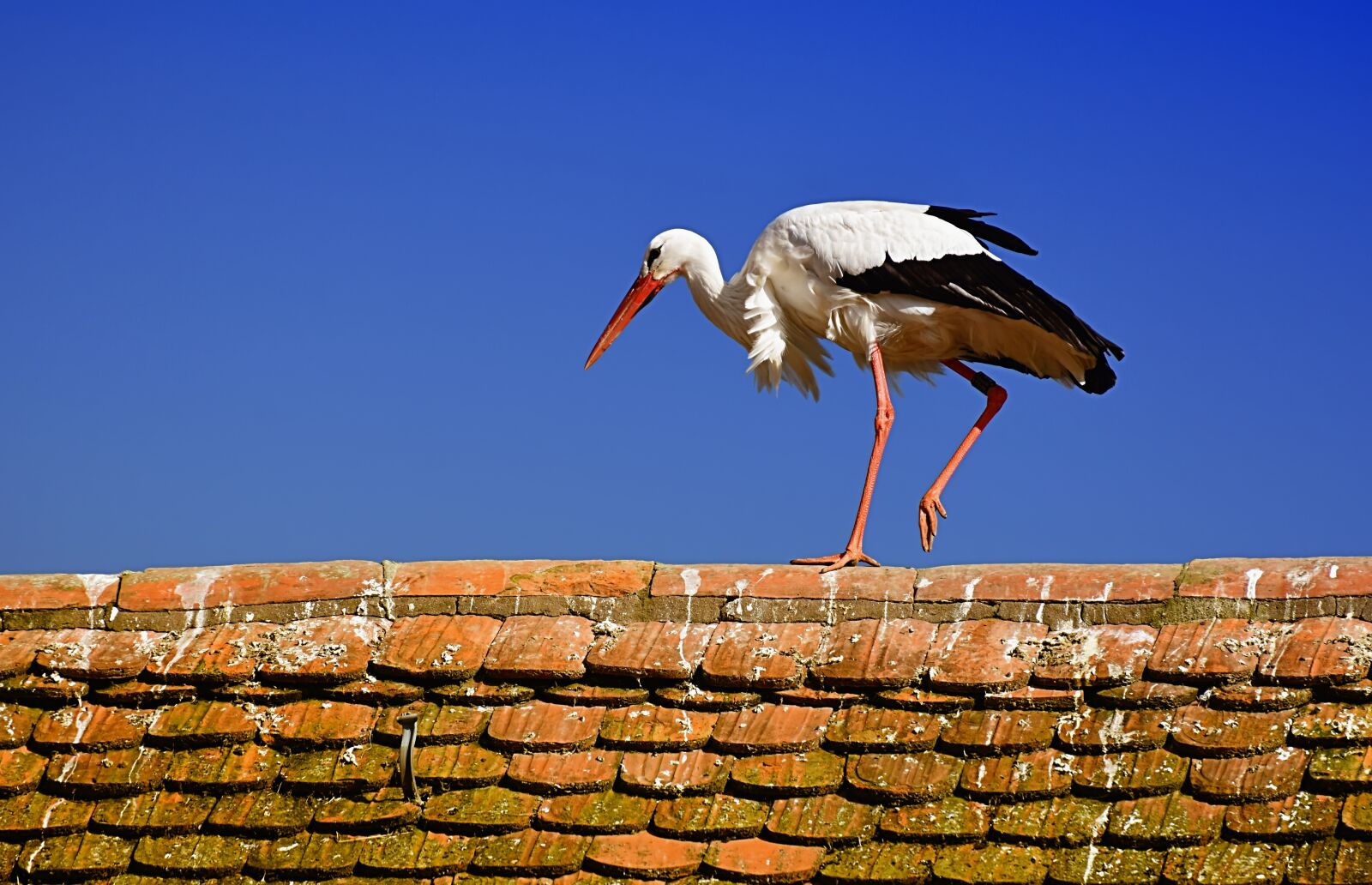 Nikon D7200 sample photo. Stork, wing, birds photography
