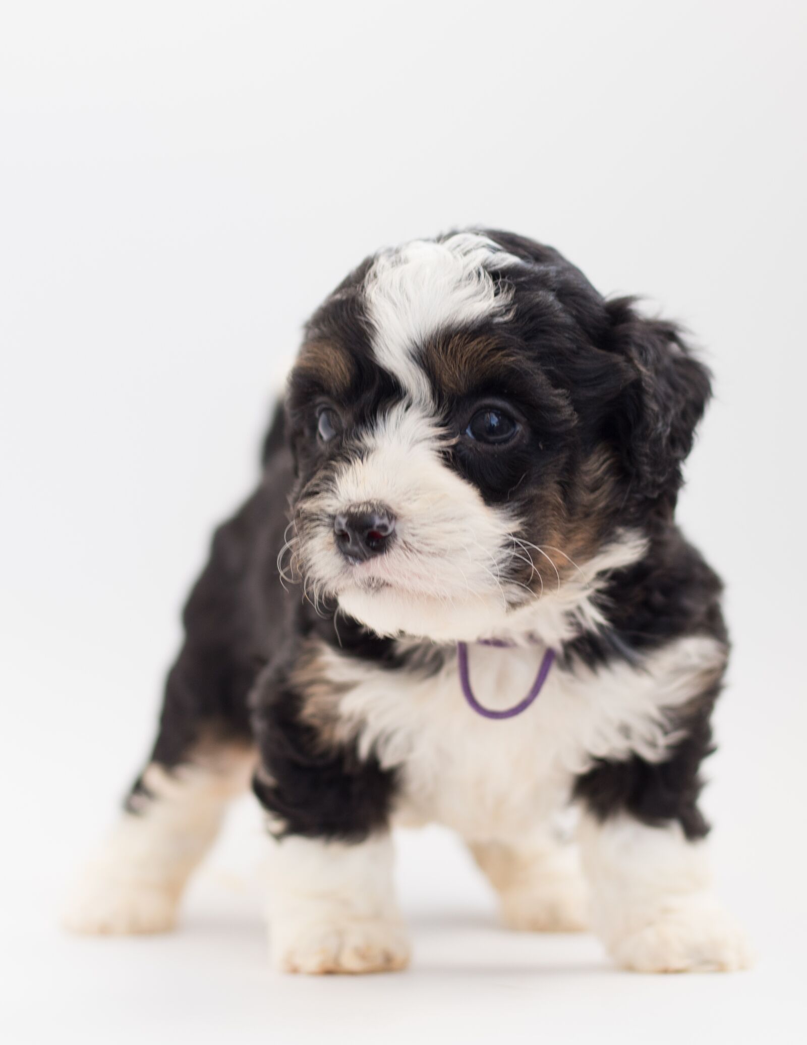 Canon EF 50mm F1.8 STM sample photo. Bernedoodle, dog, puppy photography