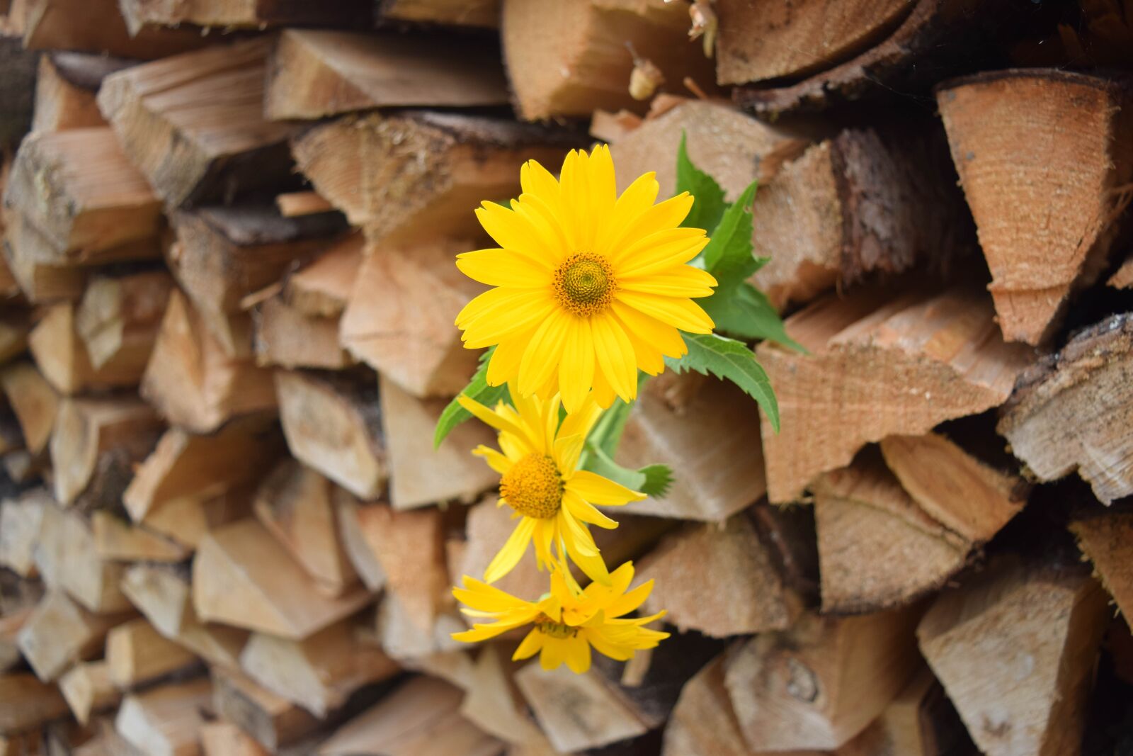 Nikon D3300 sample photo. Flowers, plant, nature photography