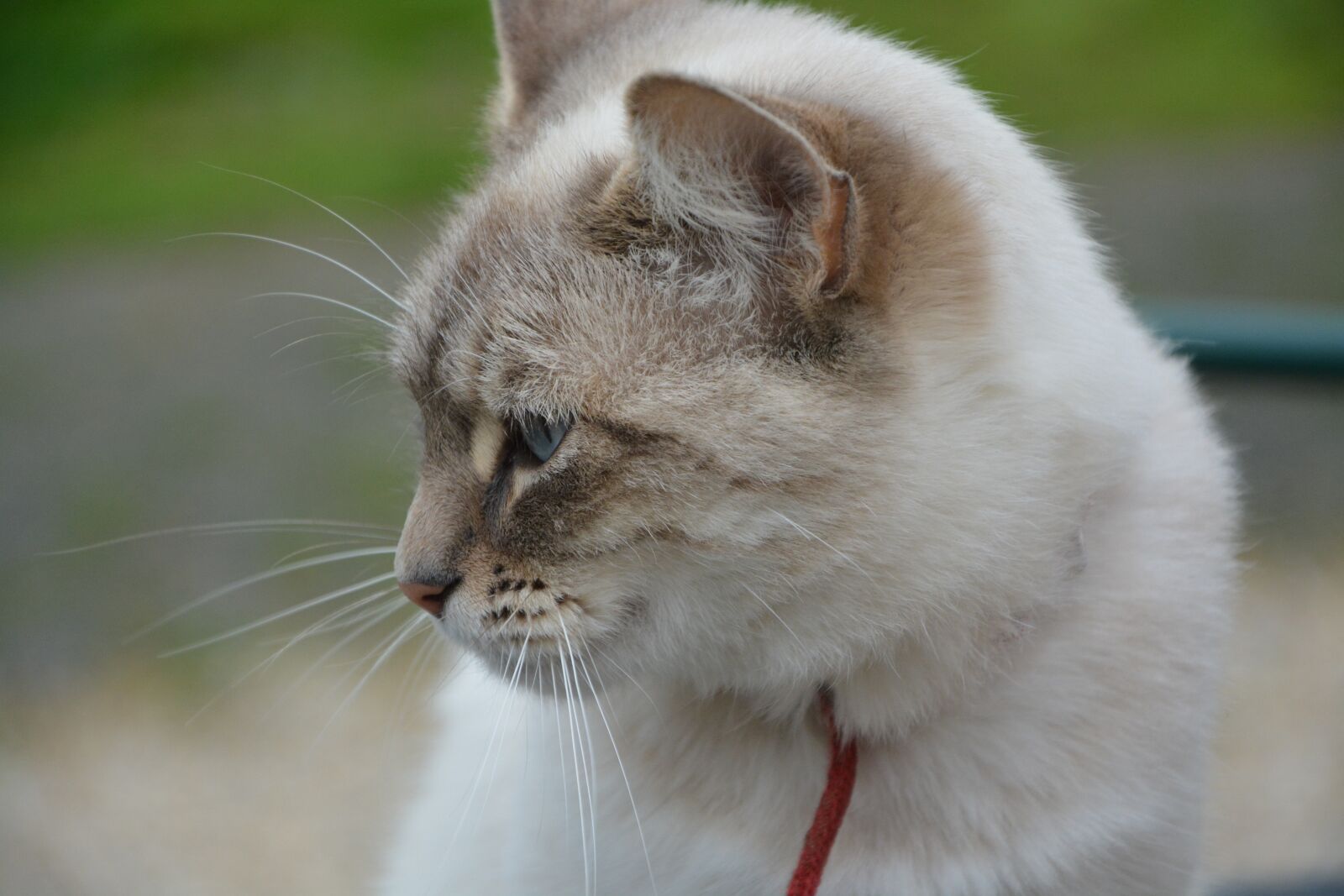 Nikon D5200 sample photo. Cat, profile head cat photography
