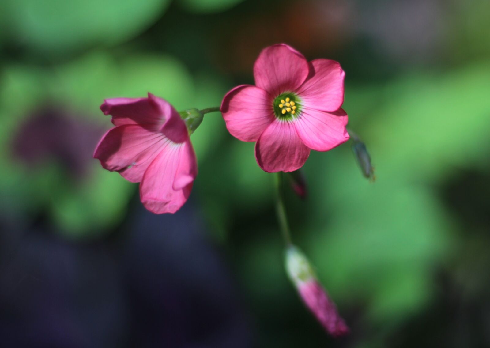 Canon EOS 600D (Rebel EOS T3i / EOS Kiss X5) + Canon EF 50mm F1.8 STM sample photo. Oxalis iron cross, four-leaf photography