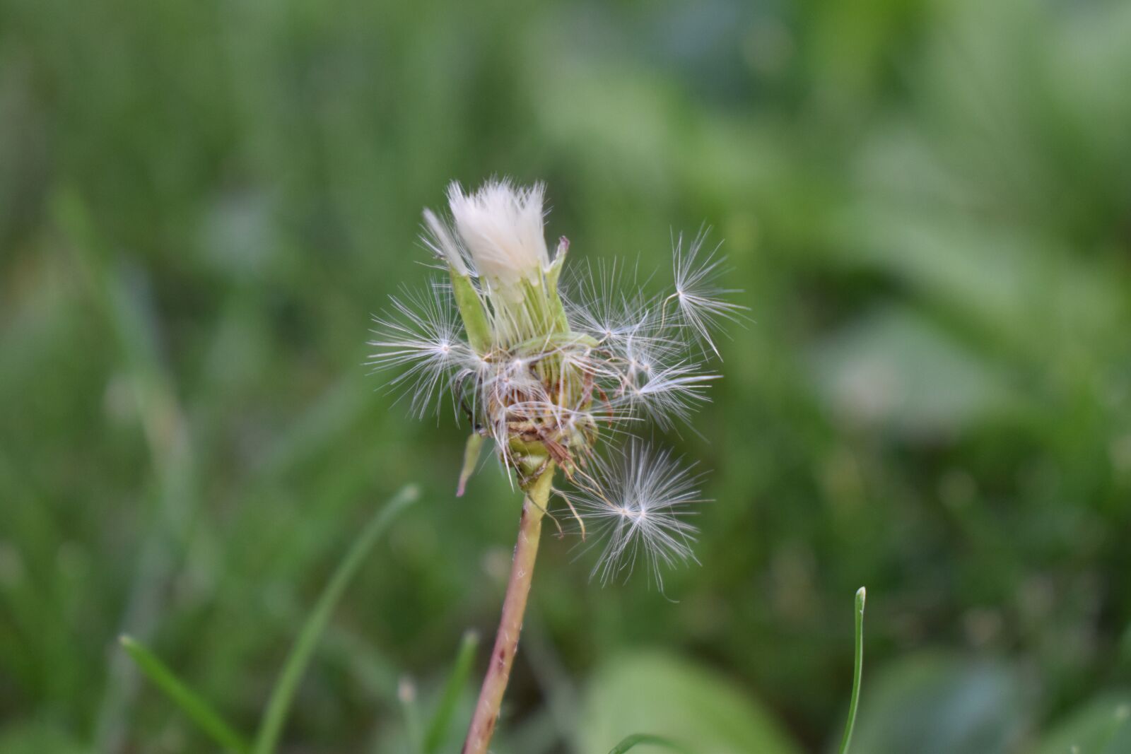 Nikon D5500 sample photo. Dandelion, weed, flower photography