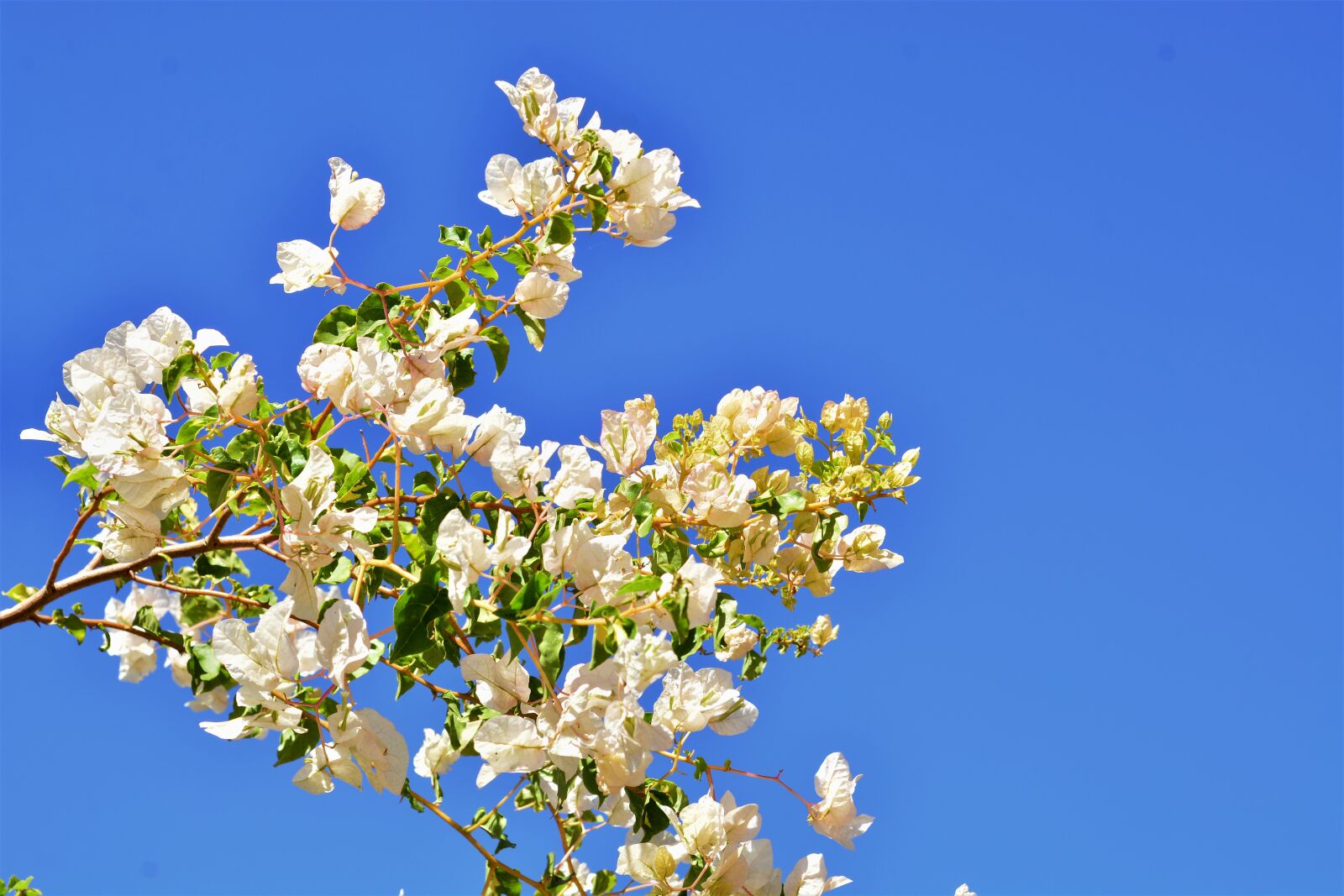 Nikon D7100 sample photo. White flowers, nature, twigs photography