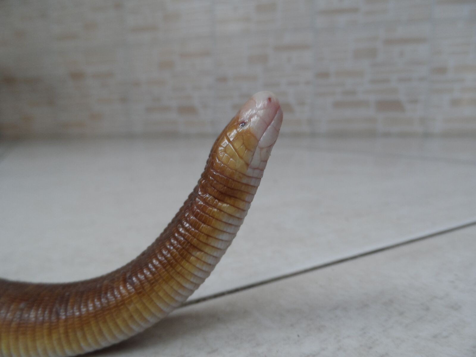 Samsung WB150 / WB150F / WB152 / WB152F / WB151 / WB151F / WB140 sample photo. Nature, reptile, lizard photography