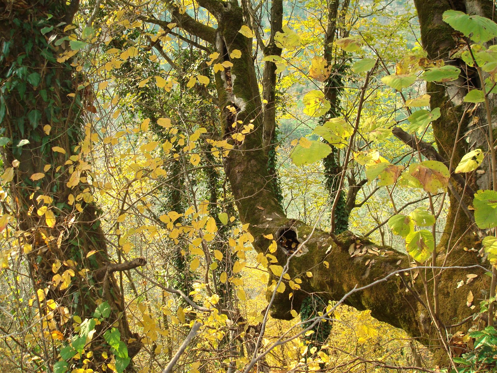 Sony DSC-W80 sample photo. Autumn, nature, land photography