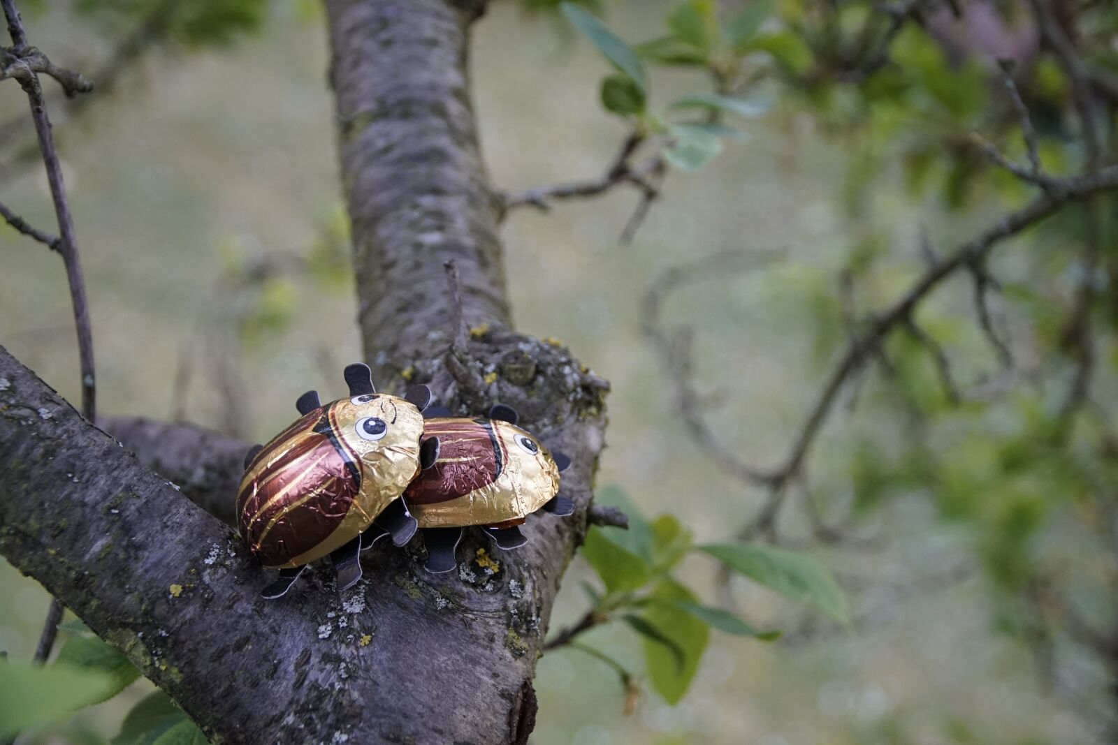 Sony a7R II + Sony E PZ 18-105mm F4 G OSS sample photo. May, bug, fun photography
