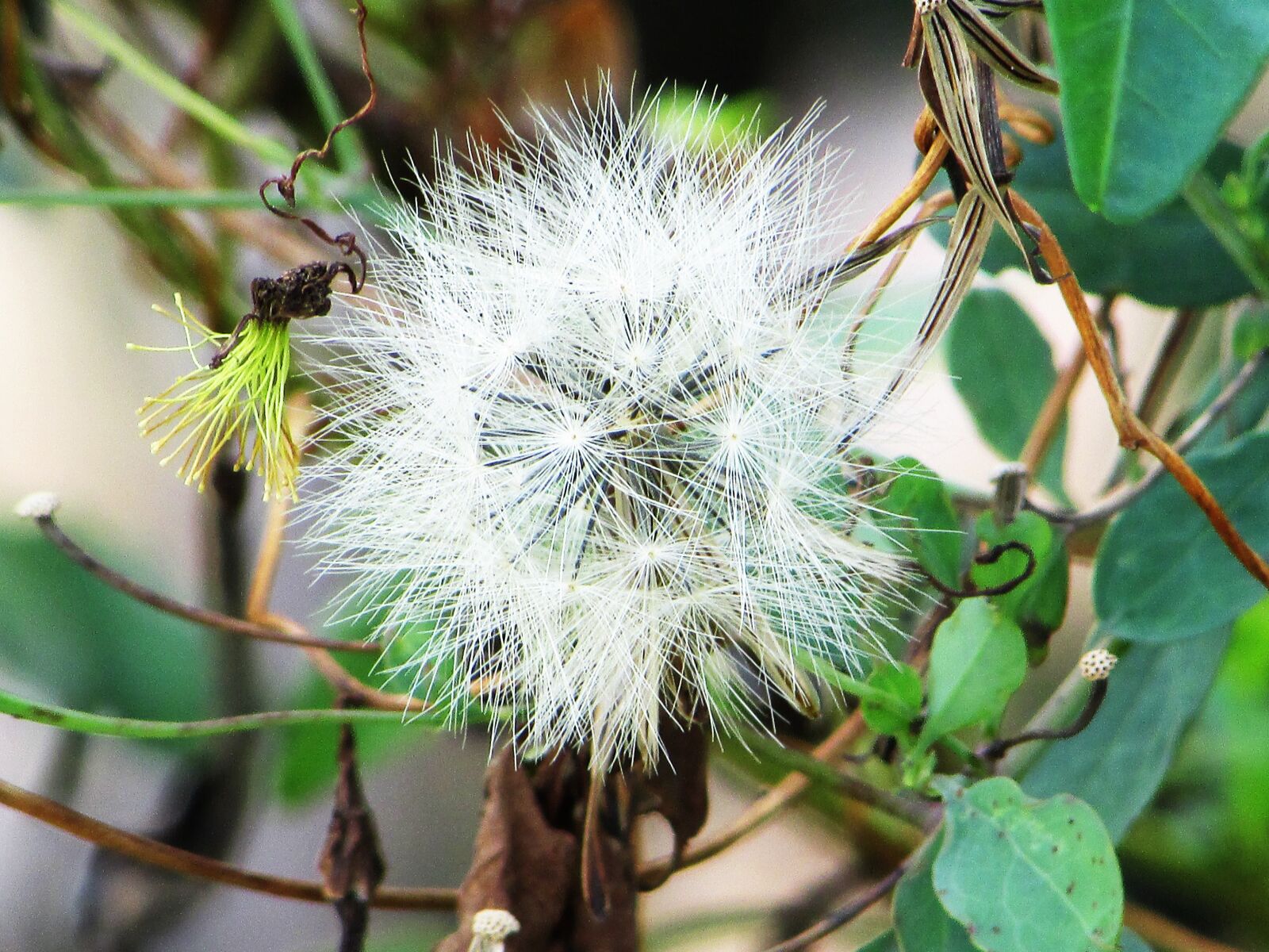 Canon PowerShot SX400 IS sample photo. Flower, fuzz, white photography