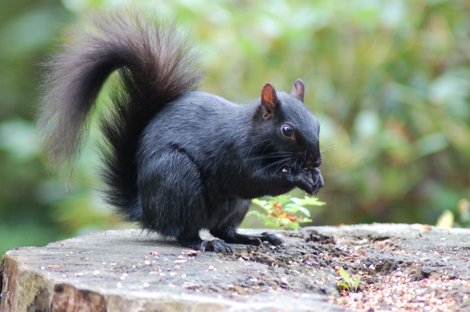 Nikon D40 sample photo. Squirrel, black, animal photography