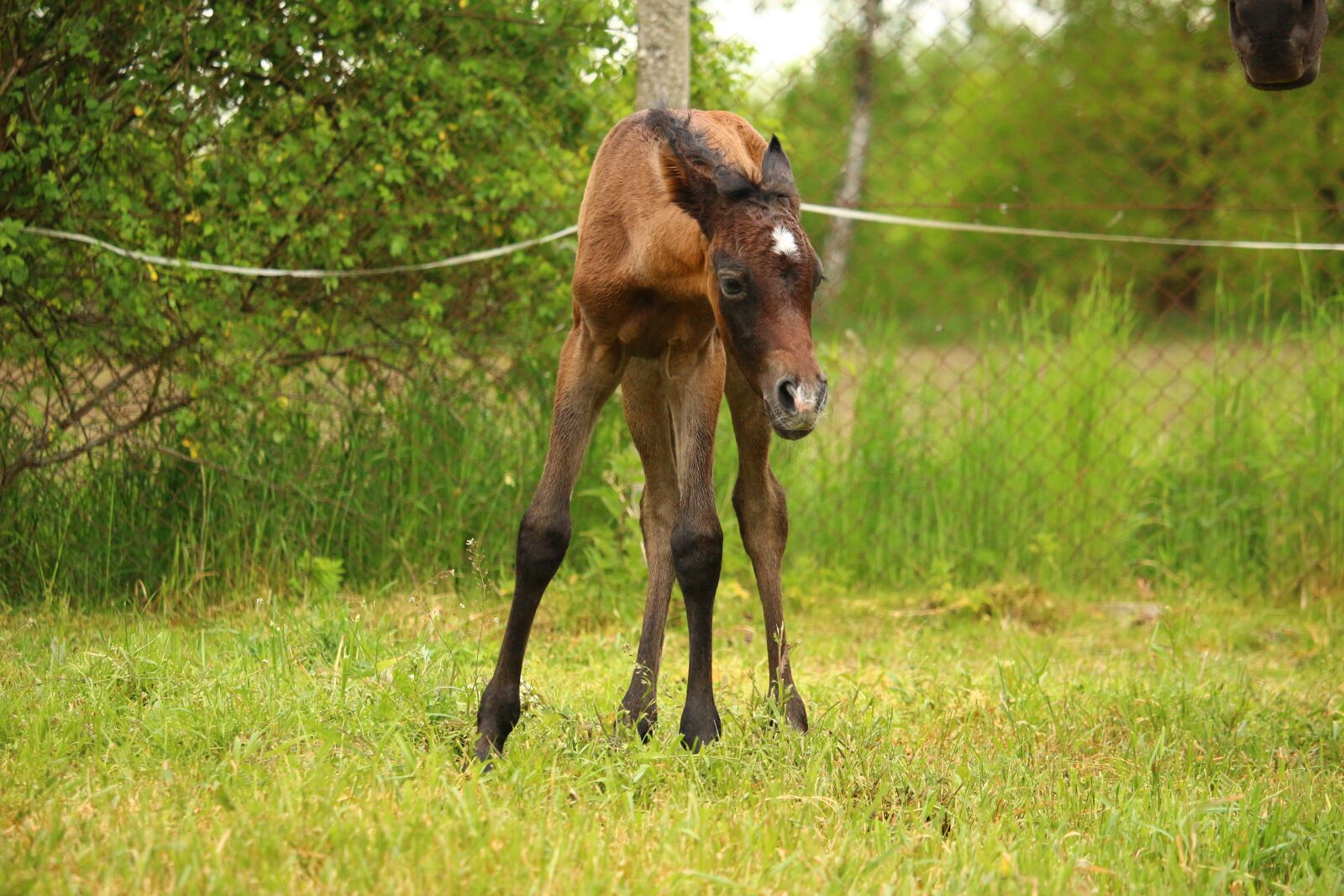 Canon EOS 100D (EOS Rebel SL1 / EOS Kiss X7) sample photo. Horse, foal, brown mold photography