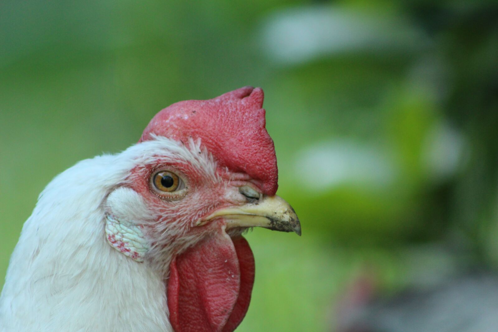 Canon EOS 700D (EOS Rebel T5i / EOS Kiss X7i) sample photo. Chicken, hen, poultry photography