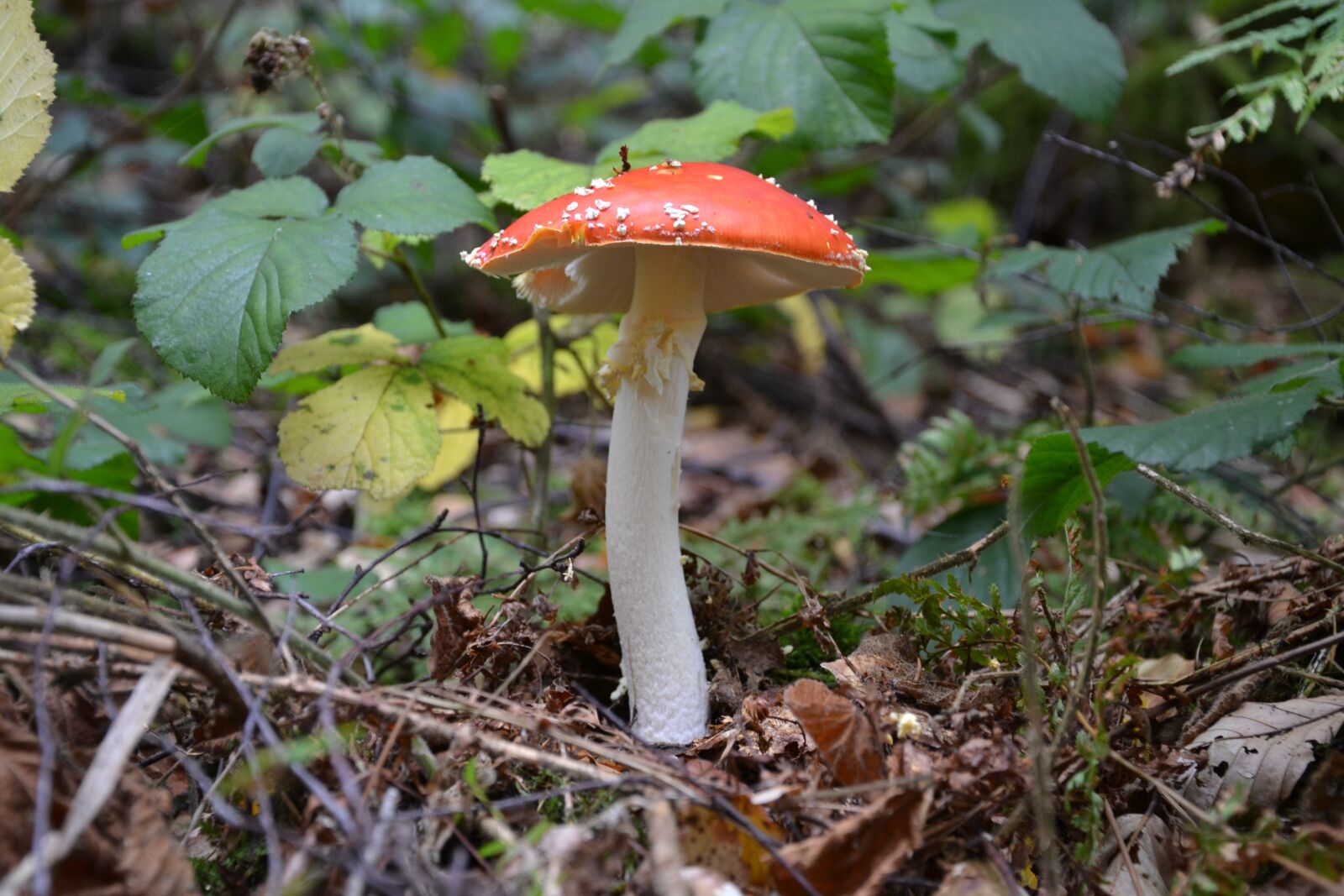 Nikon D3100 sample photo. Fly agaric, forest, autumn photography