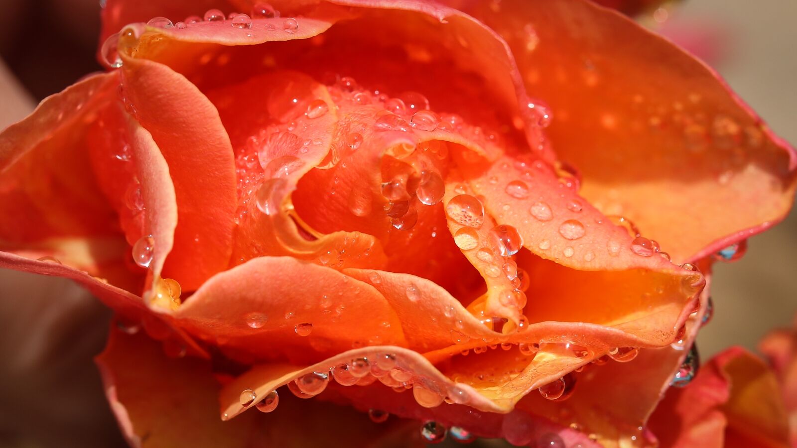 Canon EF 100mm F2.8L Macro IS USM sample photo. Rose, flowers, orange photography