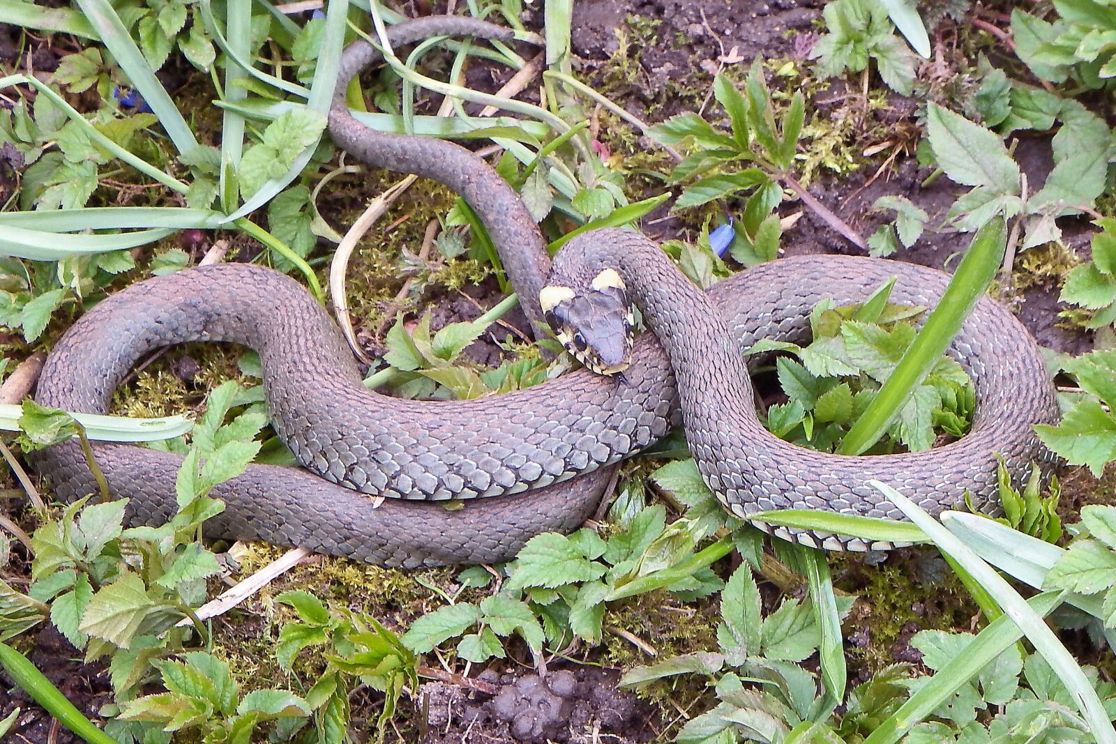 Fujifilm FinePix SL1000 sample photo. Grass snake, snake, reptile photography