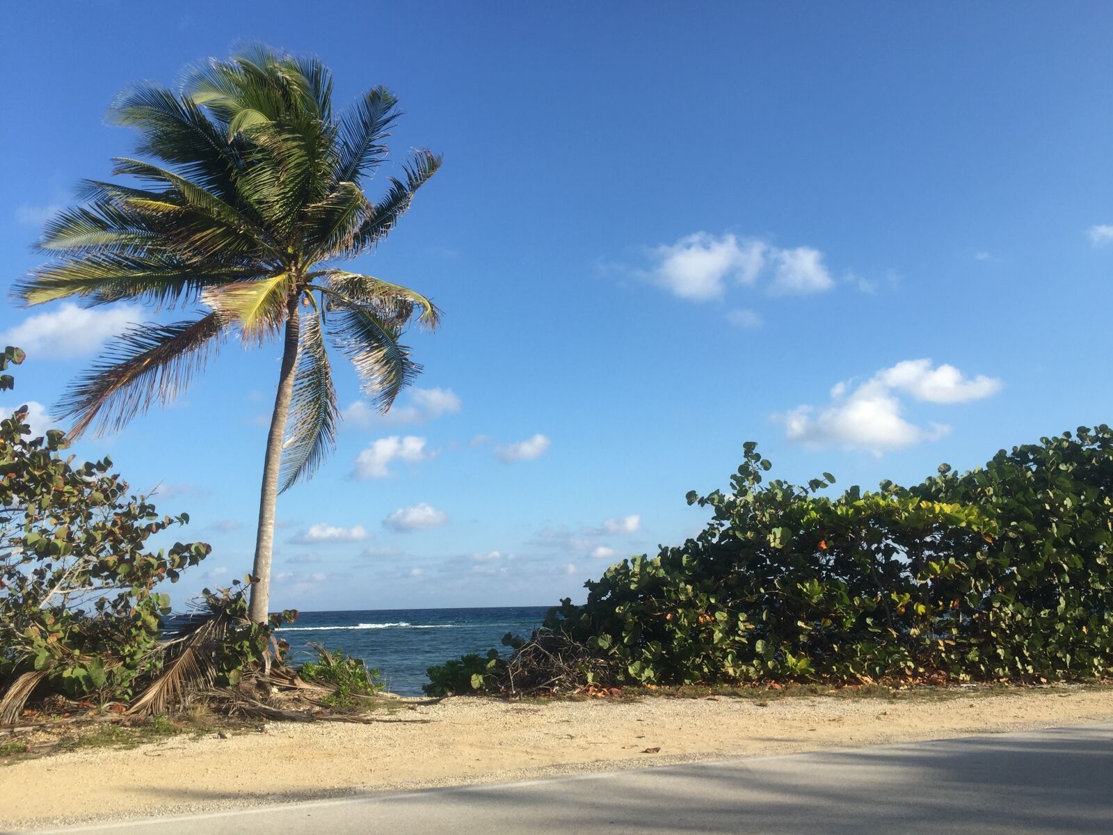 iPhone 6 Plus back camera 4.15mm f/2.2 sample photo. Palms, vacation, travel photography