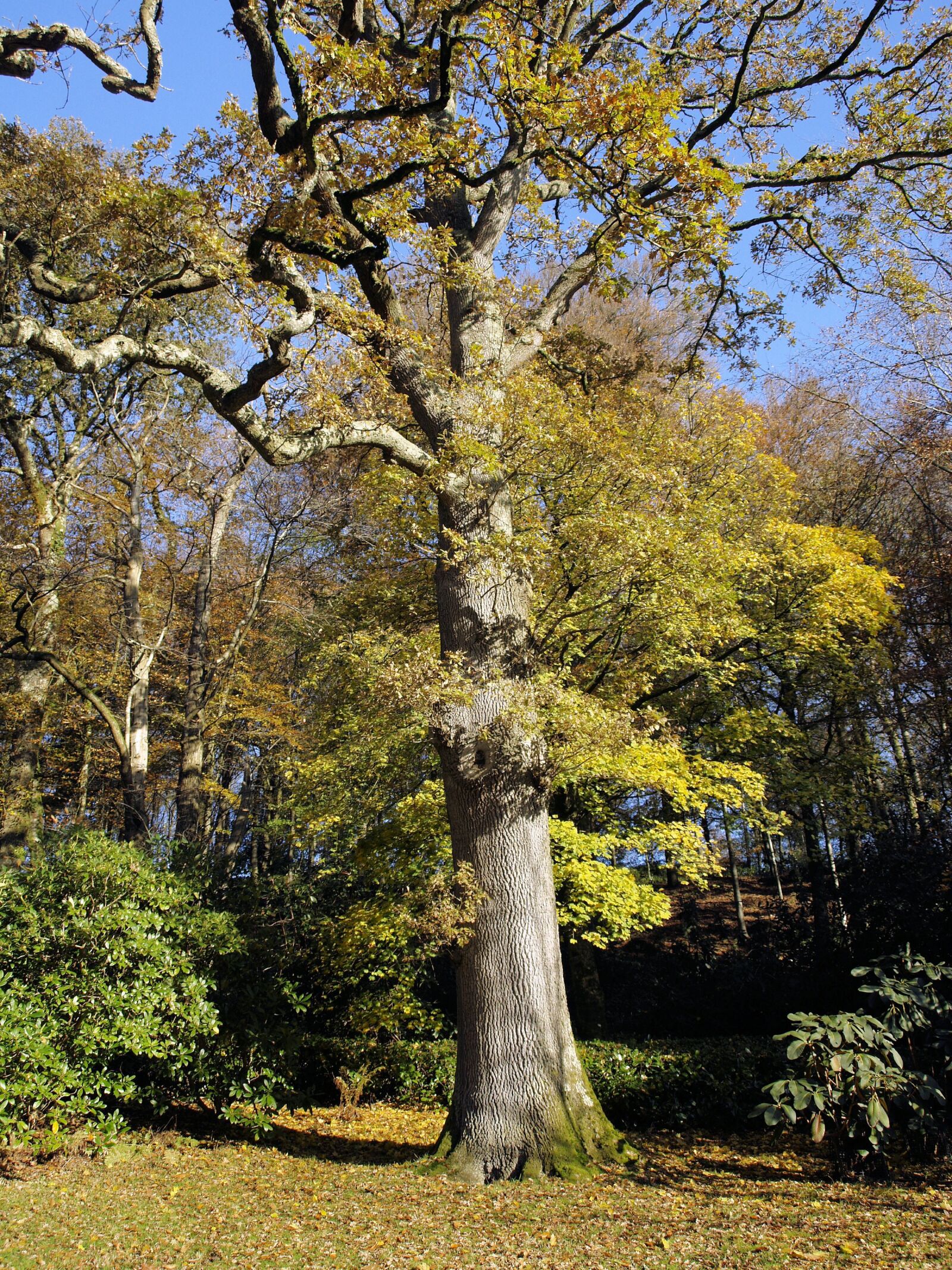 Olympus E-400 (EVOLT E-400) sample photo. Tree, oak, branches photography