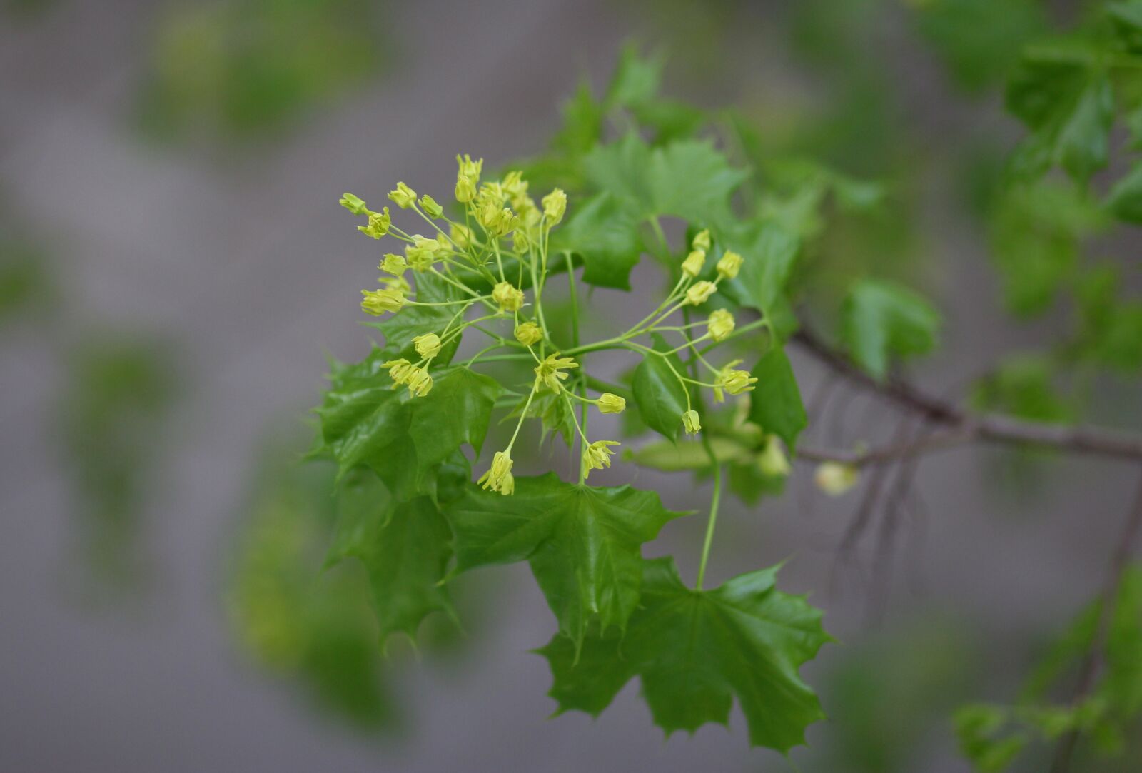 Canon EF 85mm F1.8 USM sample photo. Leaves, casey, green photography