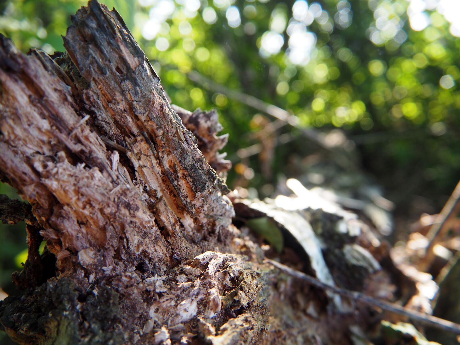Olympus OM-D E-M10 sample photo. Wood, weathered, forest photography