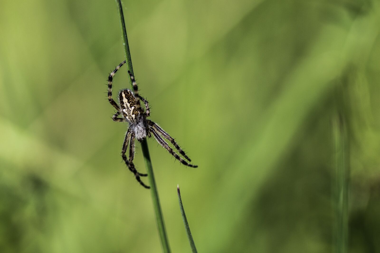Canon EOS 600D (Rebel EOS T3i / EOS Kiss X5) sample photo. Field, spider, meadow photography