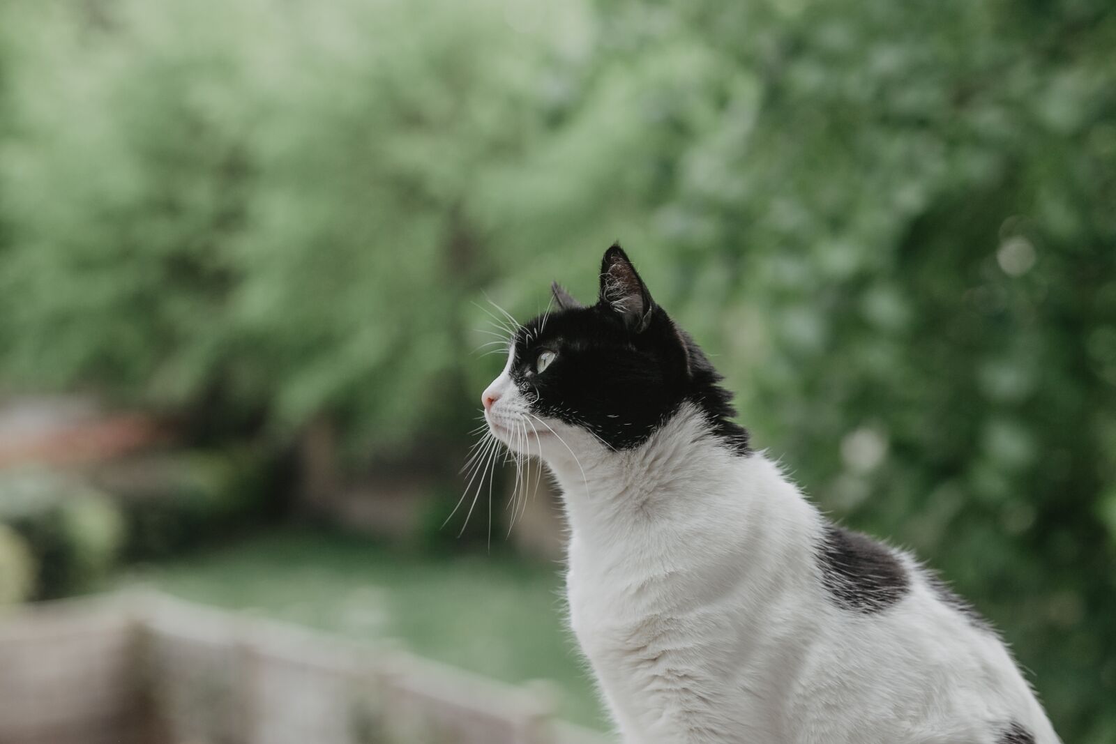 Canon EF 85mm F1.8 USM sample photo. Cat, kitten, curious photography