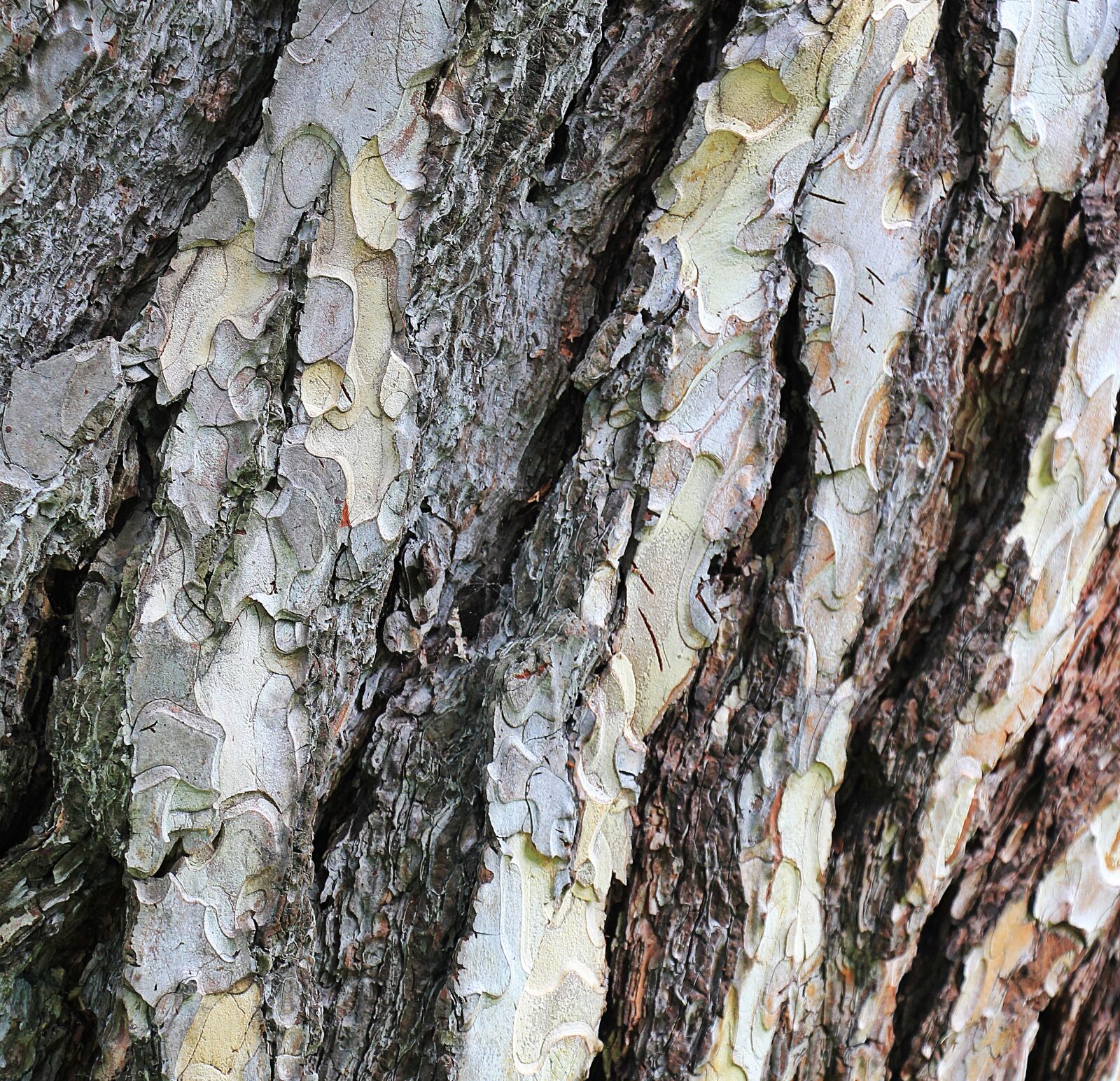 Canon EOS 550D (EOS Rebel T2i / EOS Kiss X4) sample photo. Pine, tree bark, bark photography