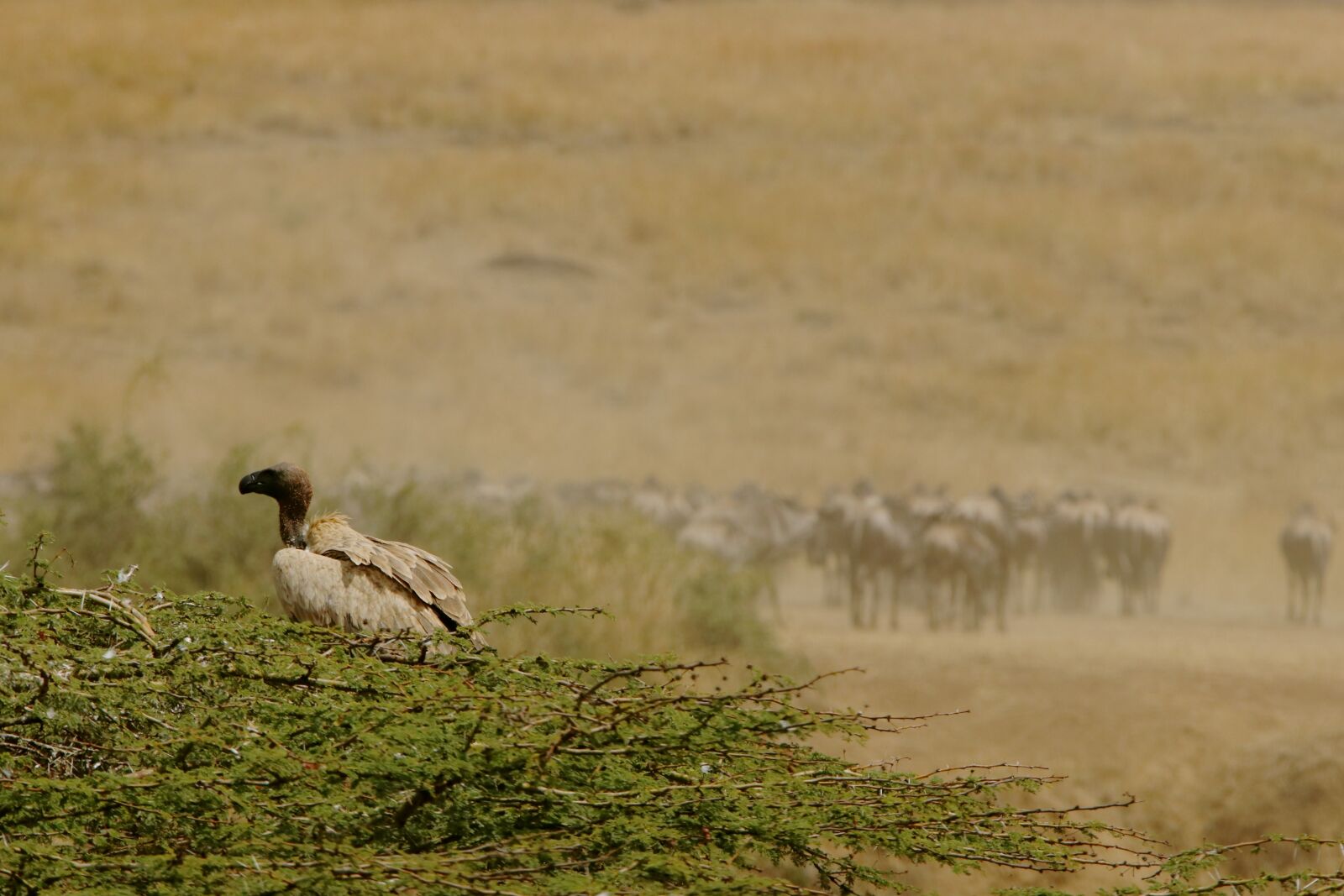 Canon EOS 80D + Canon EF 28-300mm F3.5-5.6L IS USM sample photo. Wildlife, kenya, masai mara photography