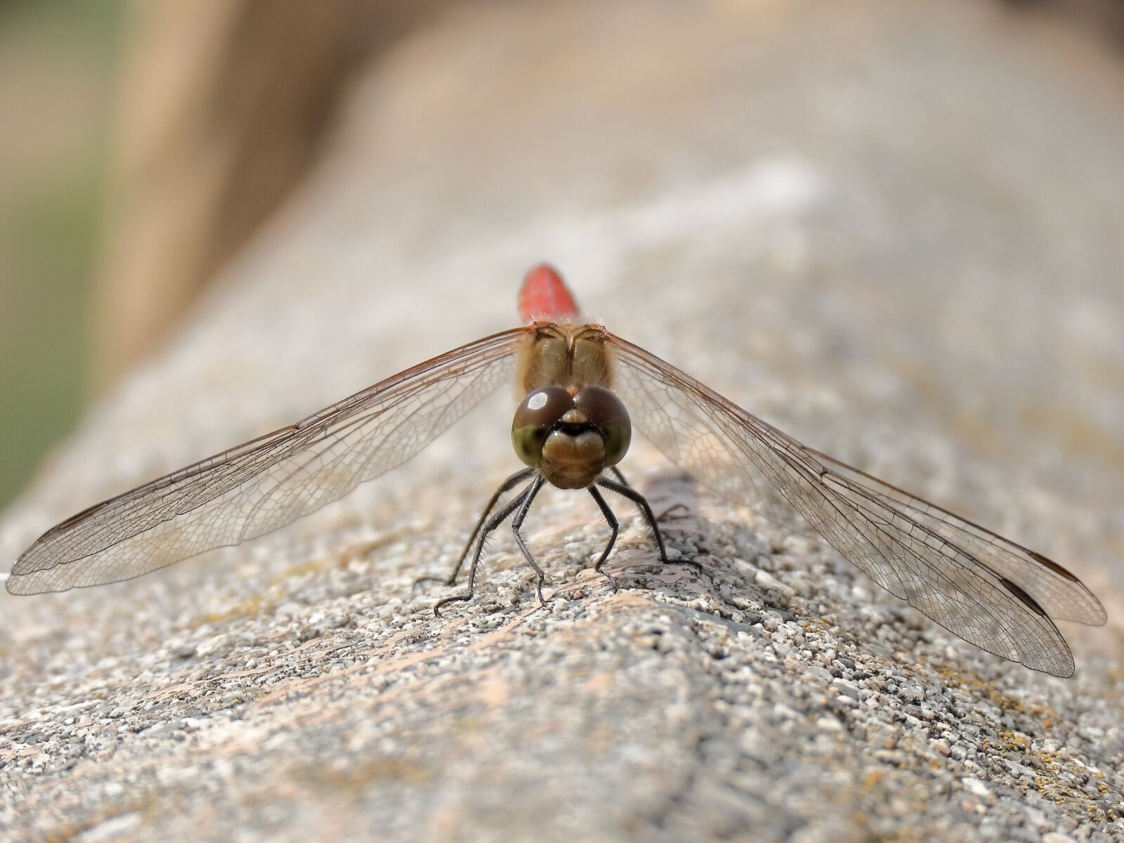 Canon PowerShot SX70 HS sample photo. Insect, dragonfly, red dragonfly photography