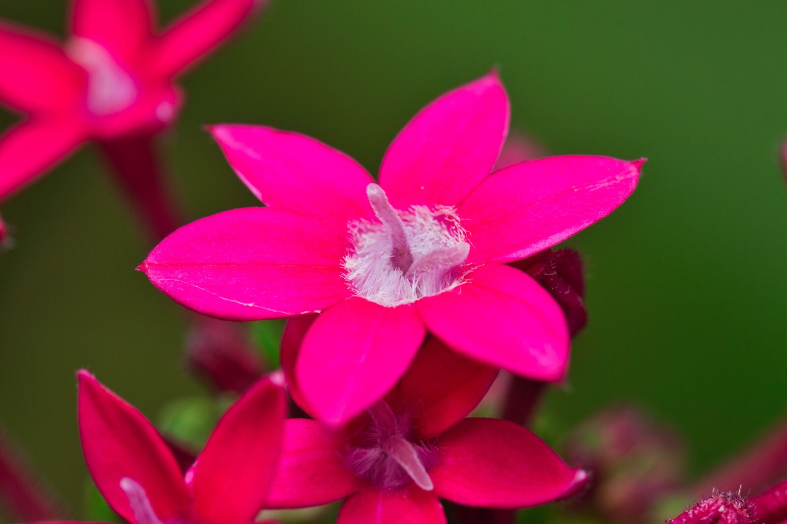 Nikon D3200 sample photo. Flowers, pink flowers, bloom photography