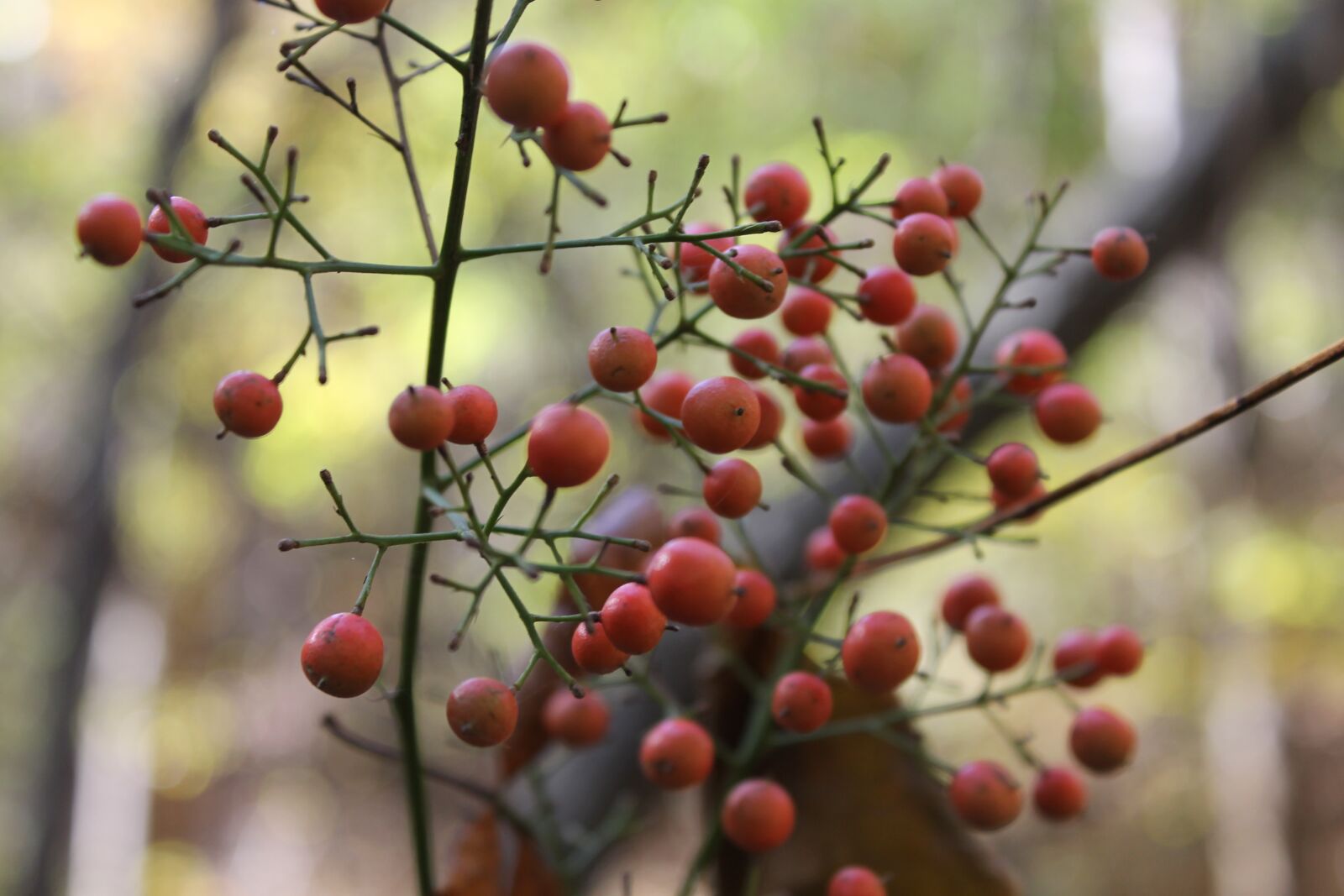 Canon EOS 1100D (EOS Rebel T3 / EOS Kiss X50) sample photo. Berries, nature, berry photography