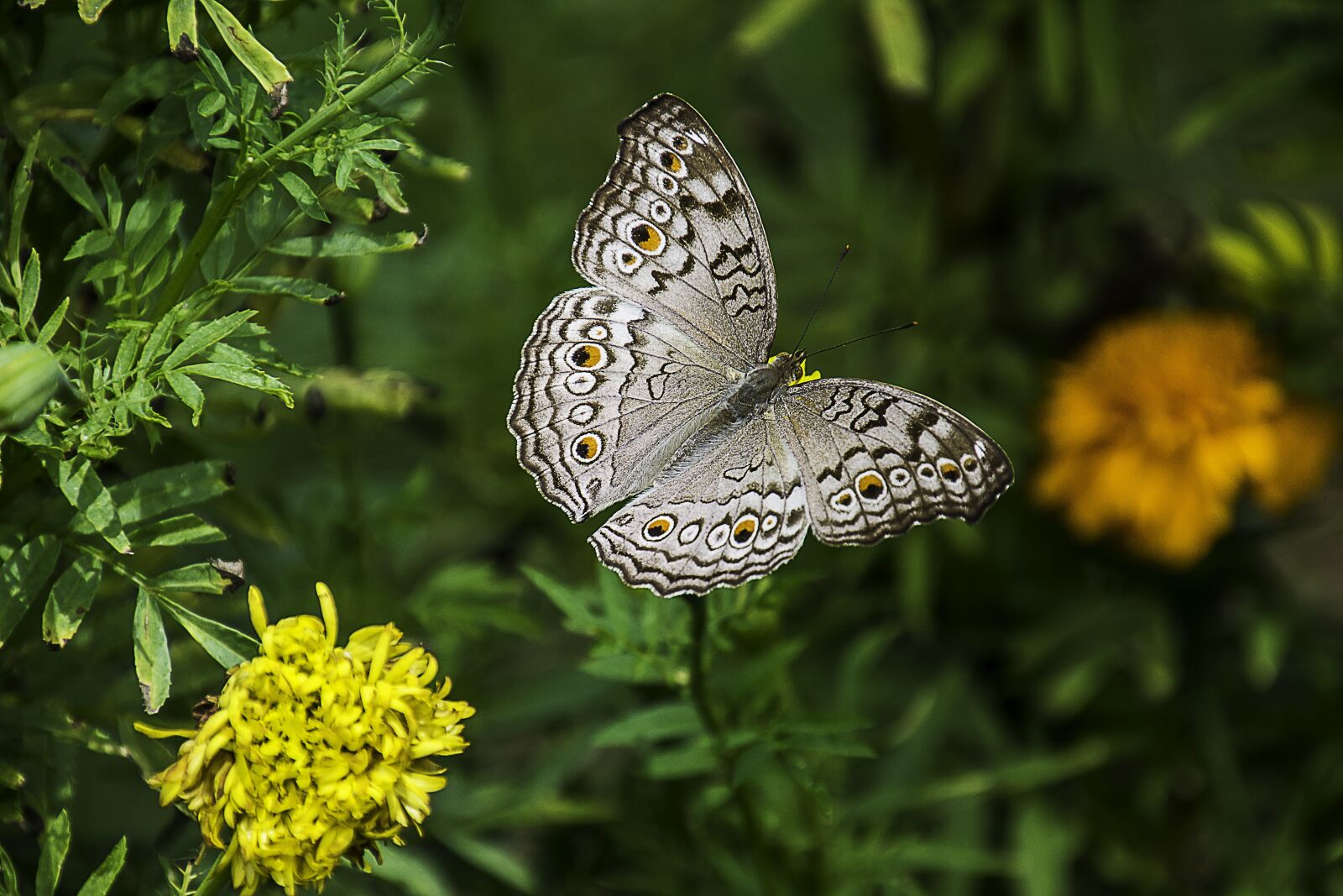 Nikon D7200 sample photo. Butterfly, thailand, insect photography