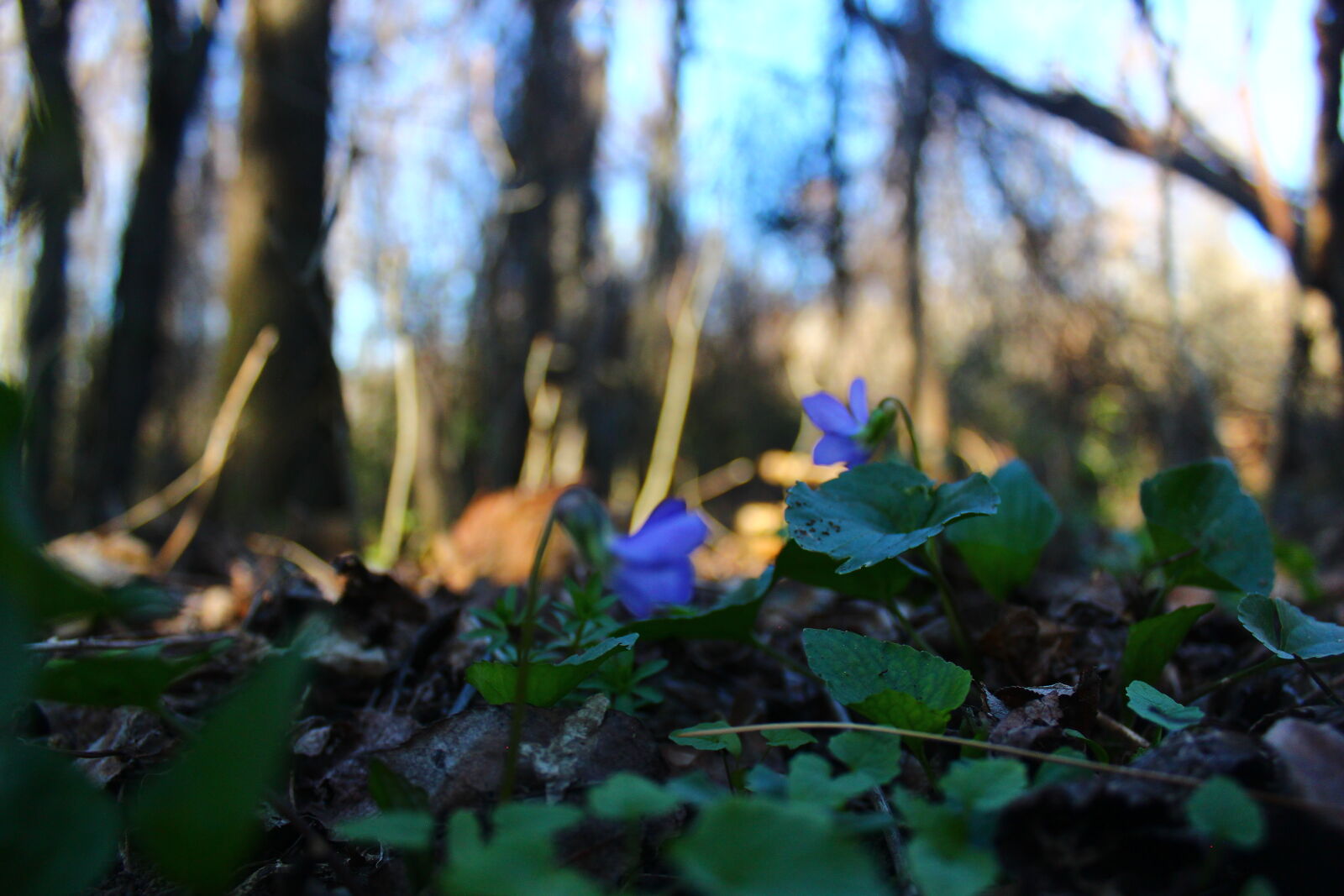 Canon EOS 600D (Rebel EOS T3i / EOS Kiss X5) sample photo. Flower, forest, hd, wallpaper photography