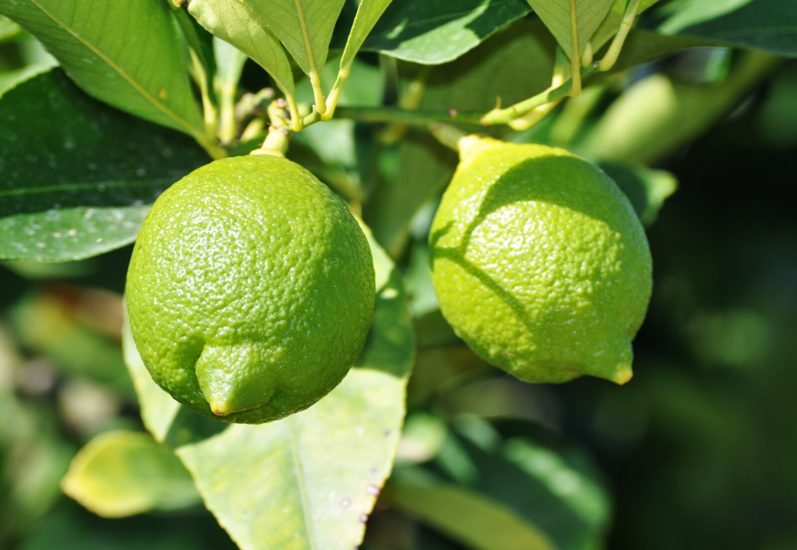 Nikon D5000 sample photo. Lemon, green, lemon tree photography