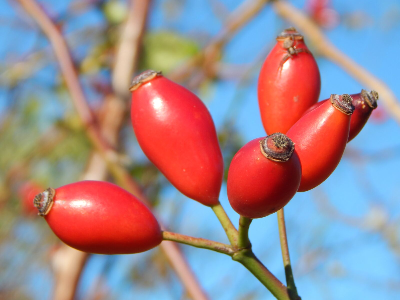 Nikon Coolpix L830 sample photo. Rose hip, autumn, bush photography