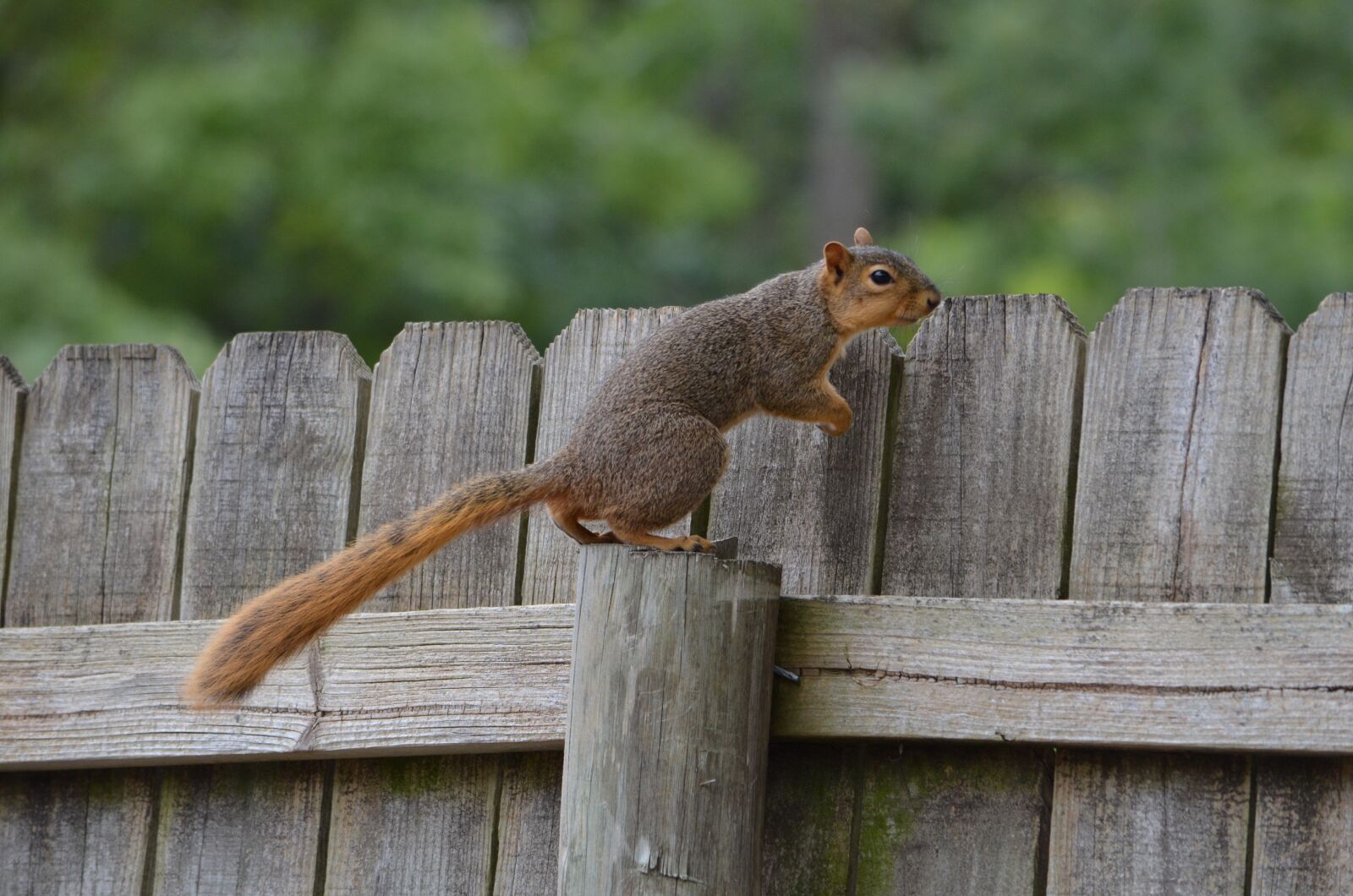 Nikon D7000 sample photo. Squirrel, rodent, animal photography