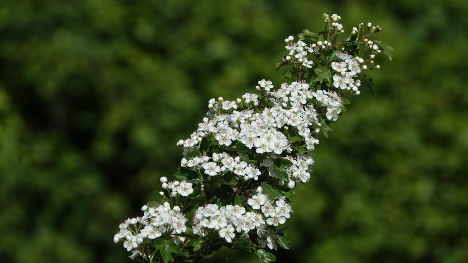 Sony Cyber-shot DSC-RX10 III sample photo. Flower, plant, nature photography