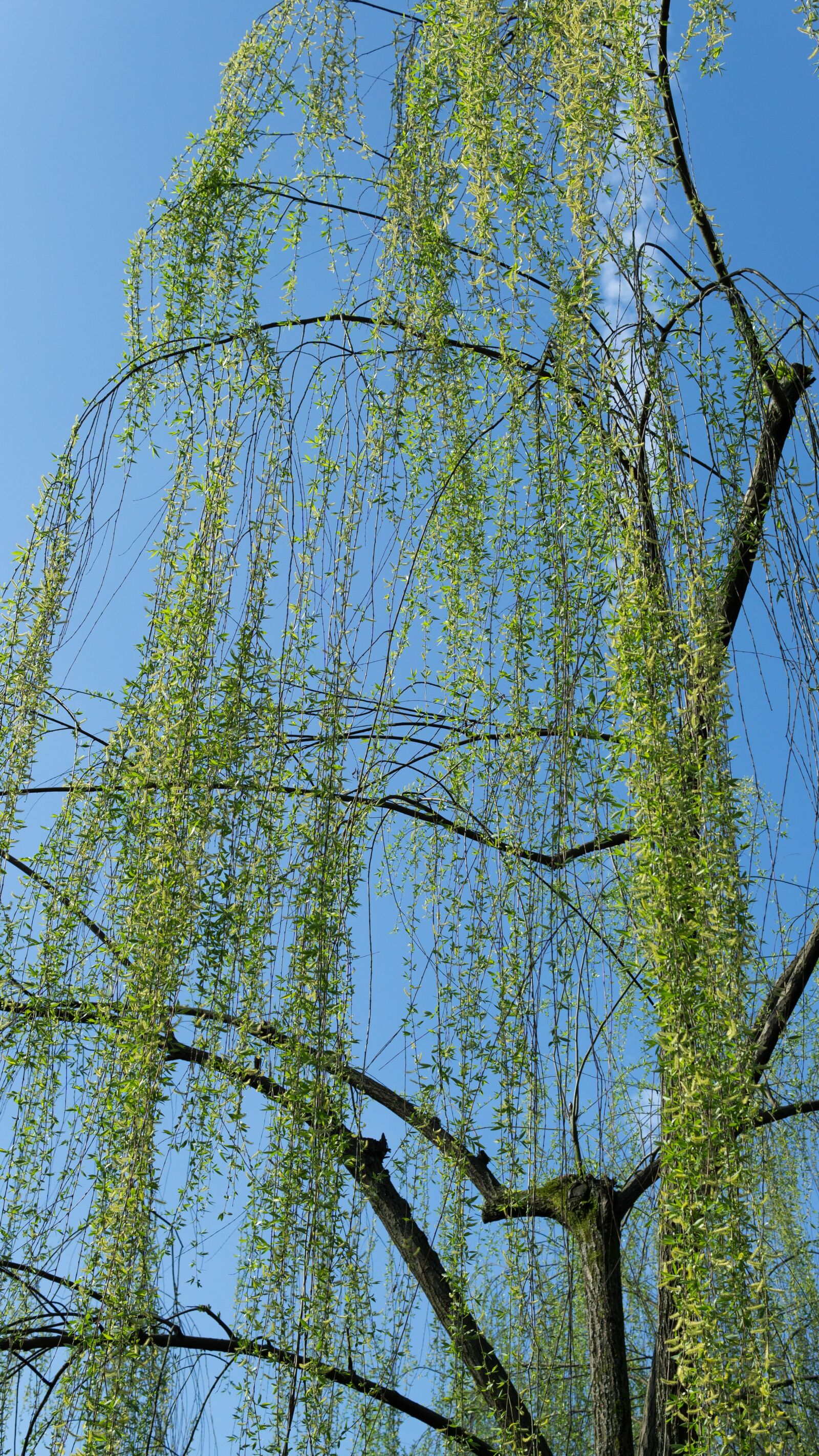 30mm F1.4 DC DN | Contemporary 016 sample photo. Willow, blue sky, park photography