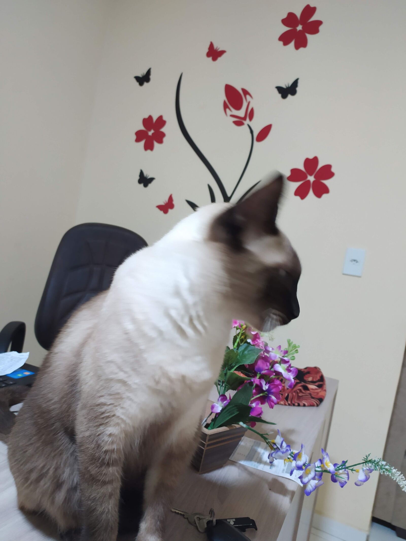 Xiaomi Redmi Note 8 sample photo. Thoughtful, cat, in the photography