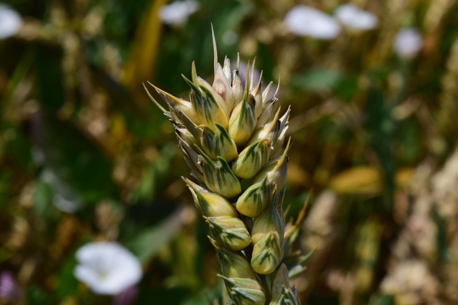 Nikon D3300 sample photo. Wheat, green, cereals photography