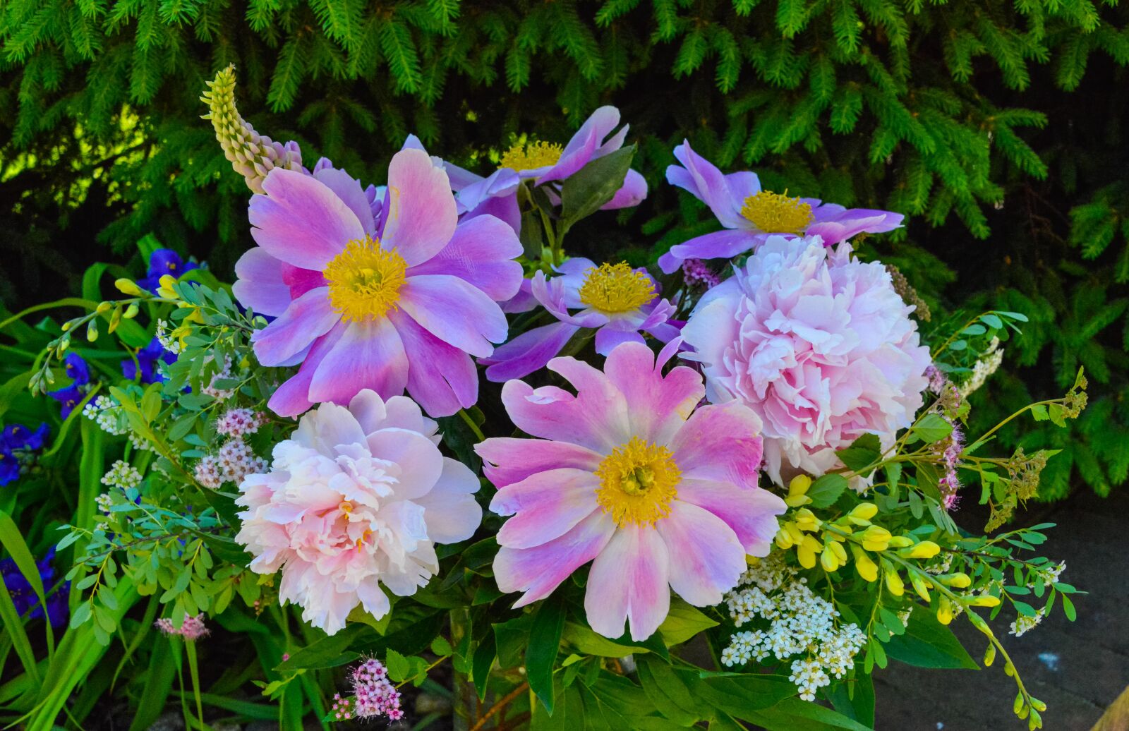 Nikon D800 sample photo. Spring, flowers, peonies photography