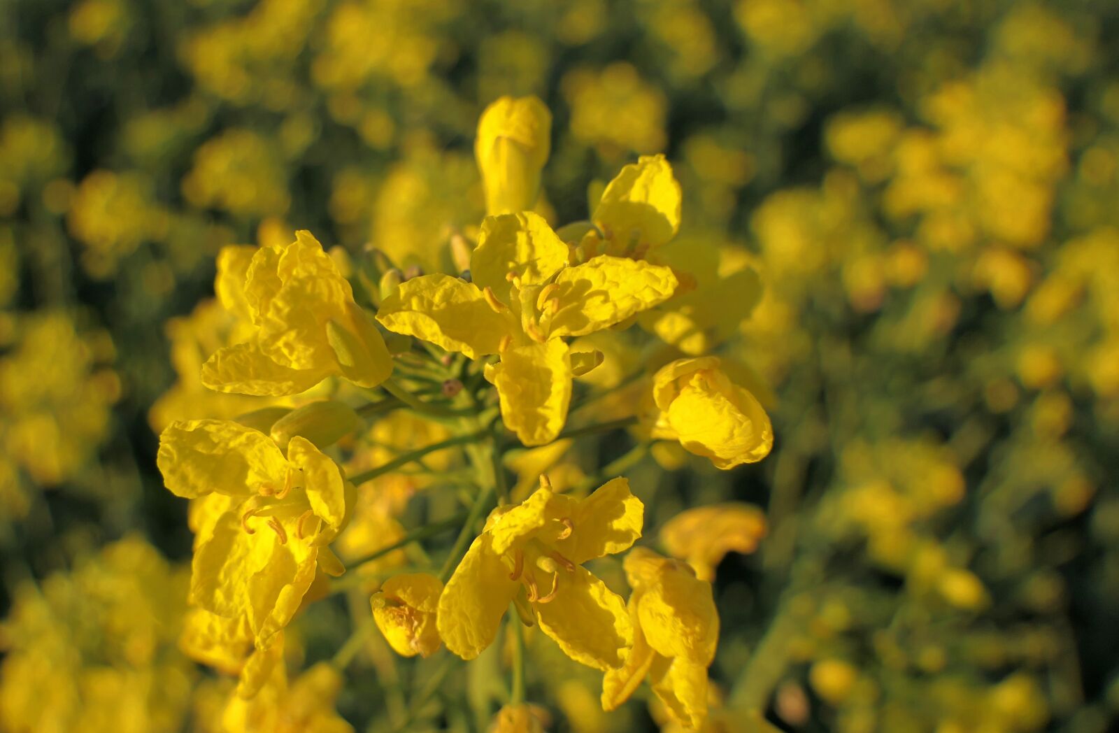 Panasonic Lumix DMC-FZ2500 (Lumix DMC-FZ2000) sample photo. Rapeseed, flower, yellow photography