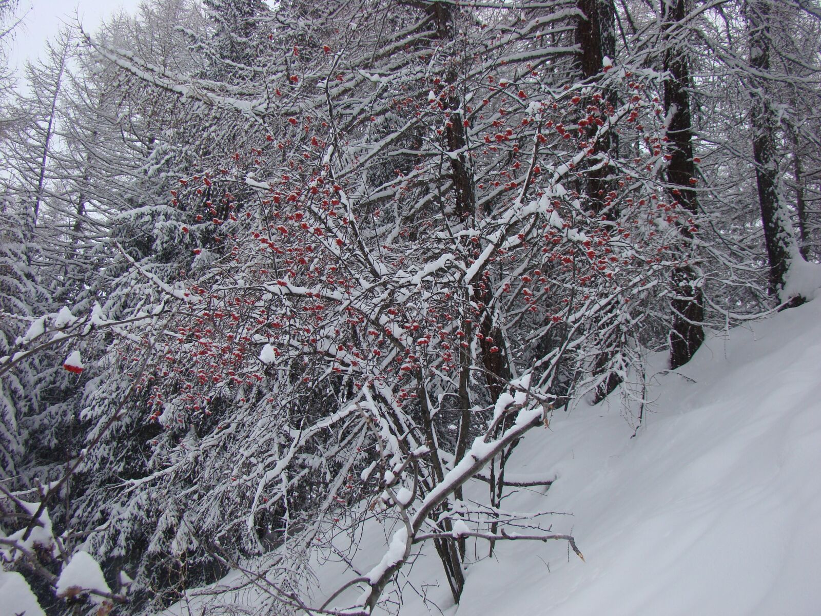 Sony DSC-H9 sample photo. Winter, nature, tree photography