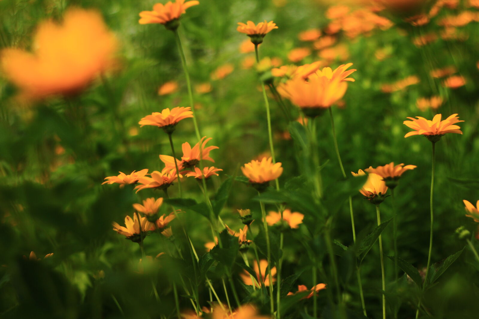 Canon EF 50mm F1.8 II sample photo. Daisies, daisy, fields, flower photography