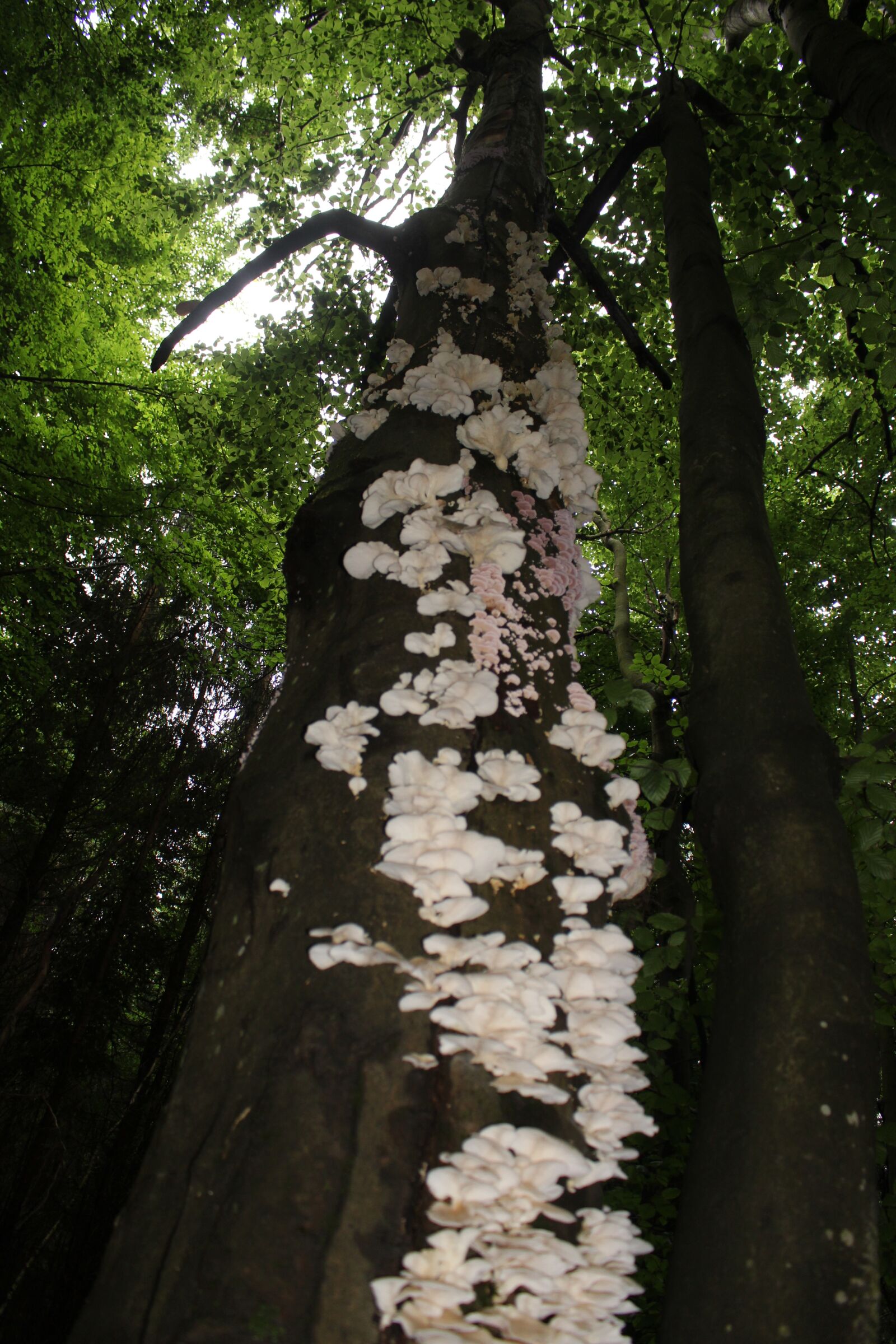 Canon EOS 100D (EOS Rebel SL1 / EOS Kiss X7) sample photo. Tree fungus, nature, forest photography