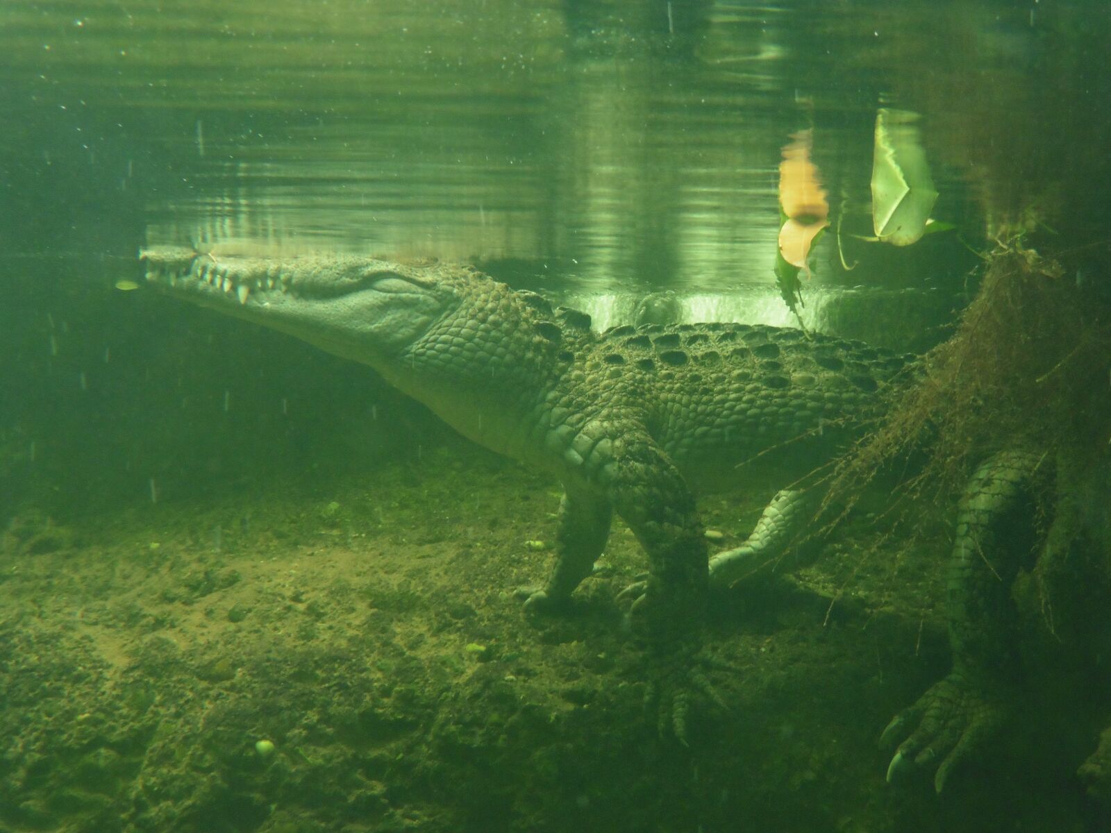 Panasonic DMC-TZ56 sample photo. "Crocodile, zoo, animal" photography